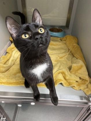 Sabrina, Adoptable, Young Female Domestic Short Hair & Domestic Short Hair.