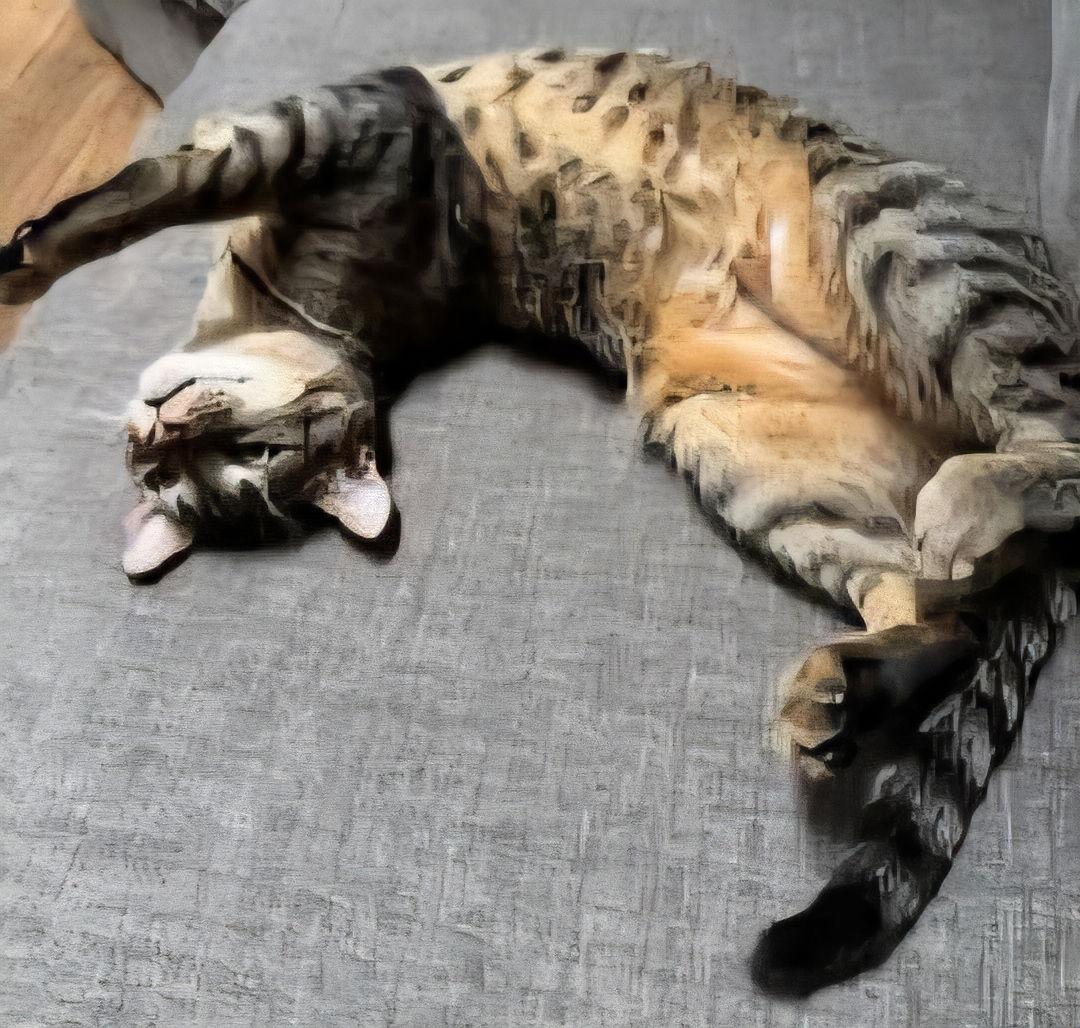 Prudence, Adoptable, Young Female Domestic Short Hair & Tabby.