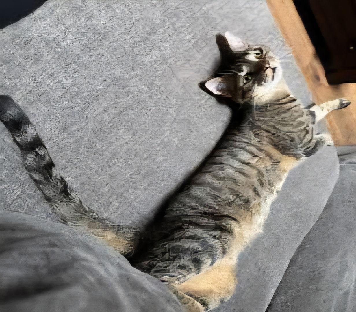 Enlarge Prudence, a Adoptable mixed breed in Longwood, FL image 2/3