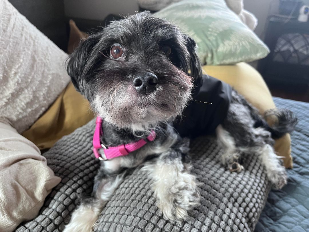 Kobe, Adopted, Adult Male Miniature Poodle & Havanese.