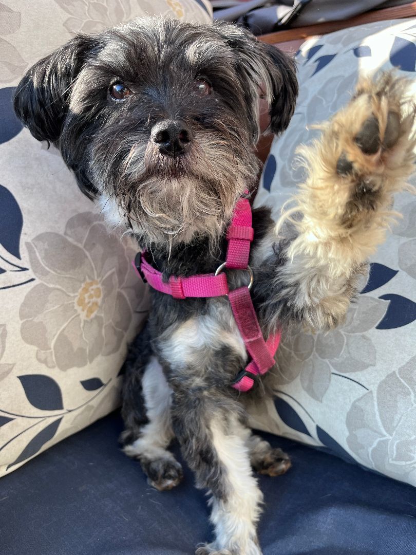 Enlarge Kobe, a Adopted mixed breed in Vancouver, BC image 2/4