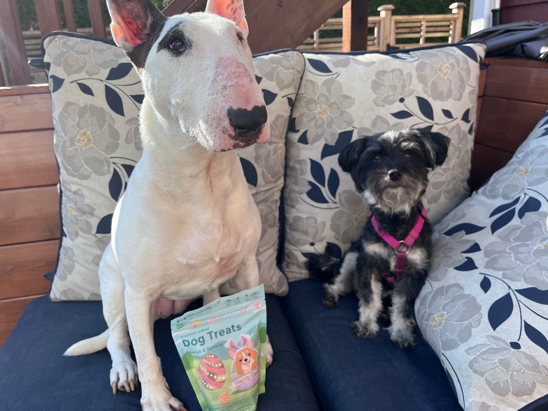 Enlarge Kobe, a Adopted mixed breed in Vancouver, BC image 3/4