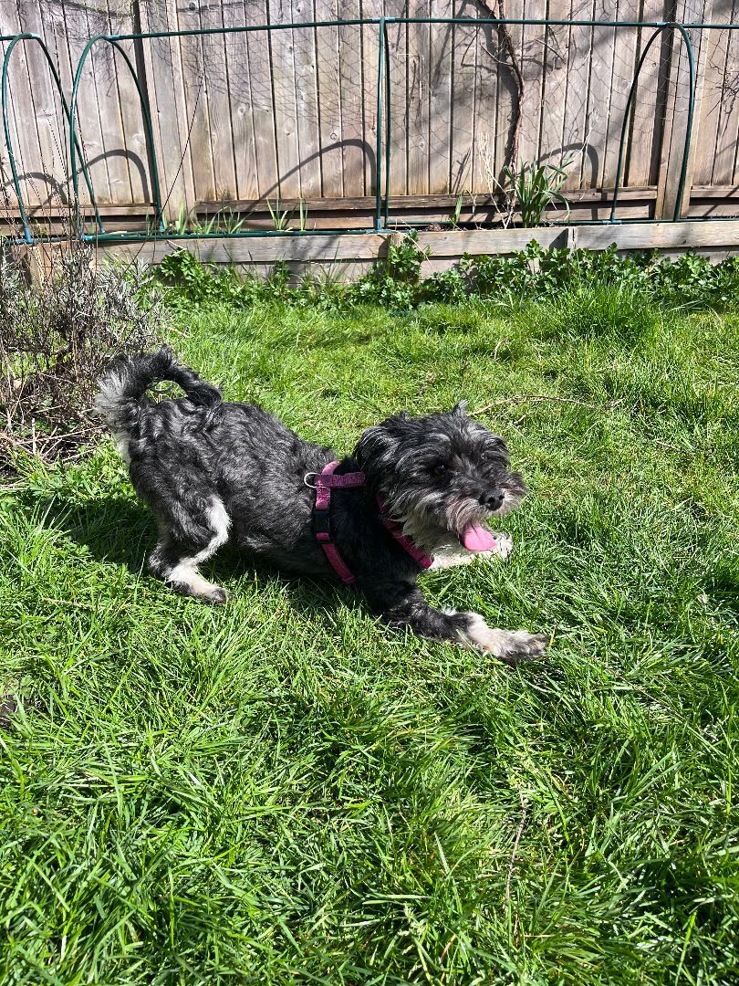 Enlarge Kobe, a Adopted mixed breed in Vancouver, BC image 4/4