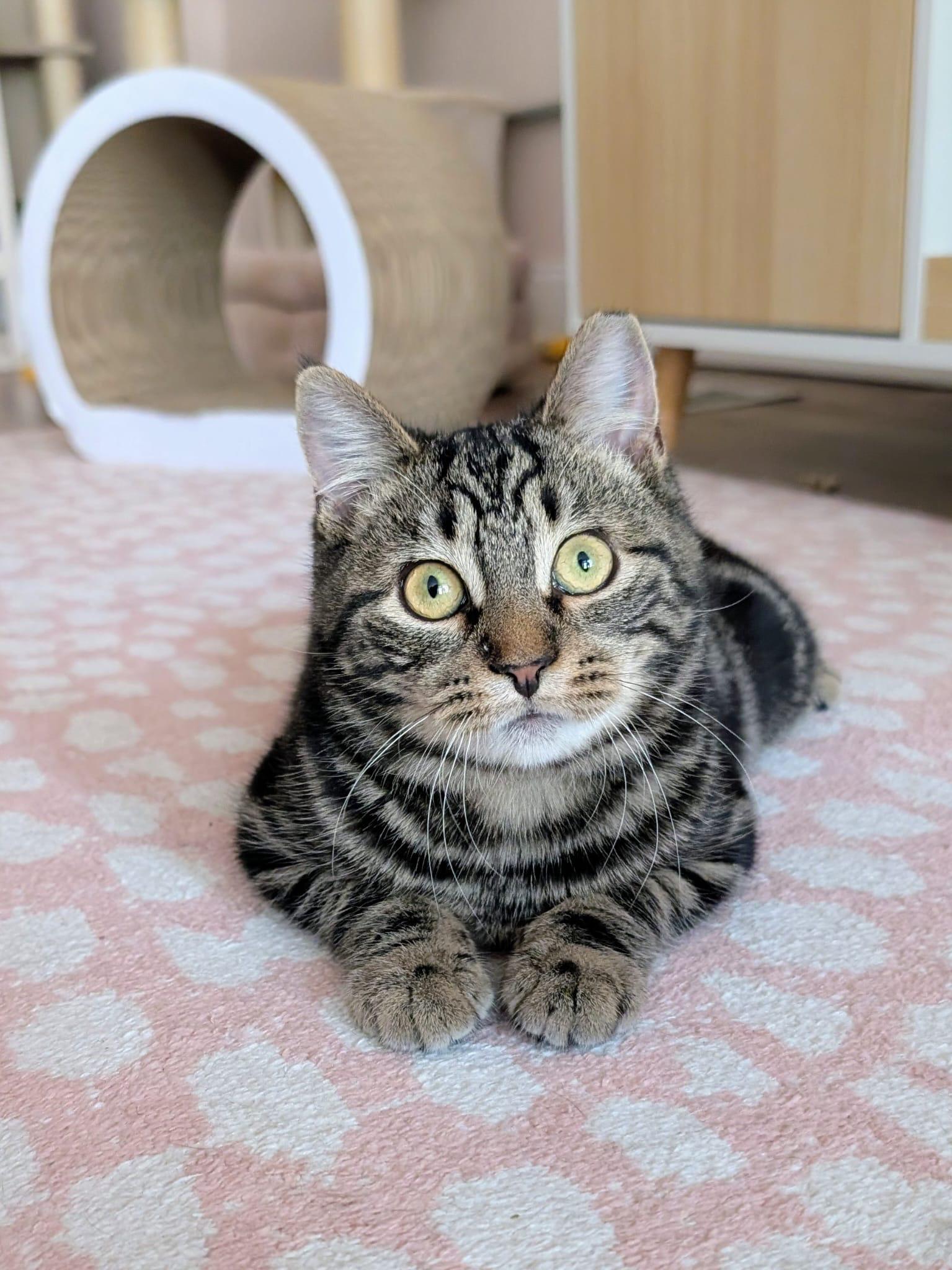 Enlarge Winter, an adopted Domestic Short Hair in Rochester, NY image 1/6