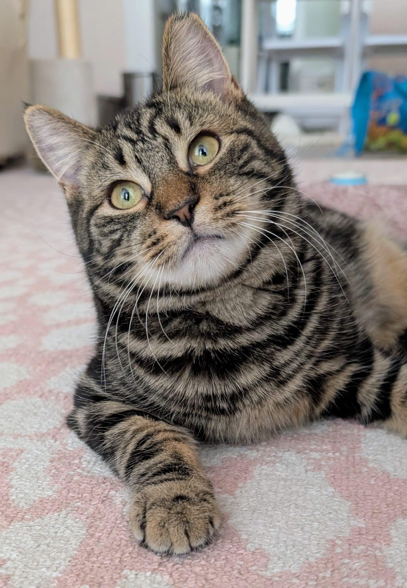 Enlarge Winter, an adopted Domestic Short Hair in Rochester, NY image 2/6