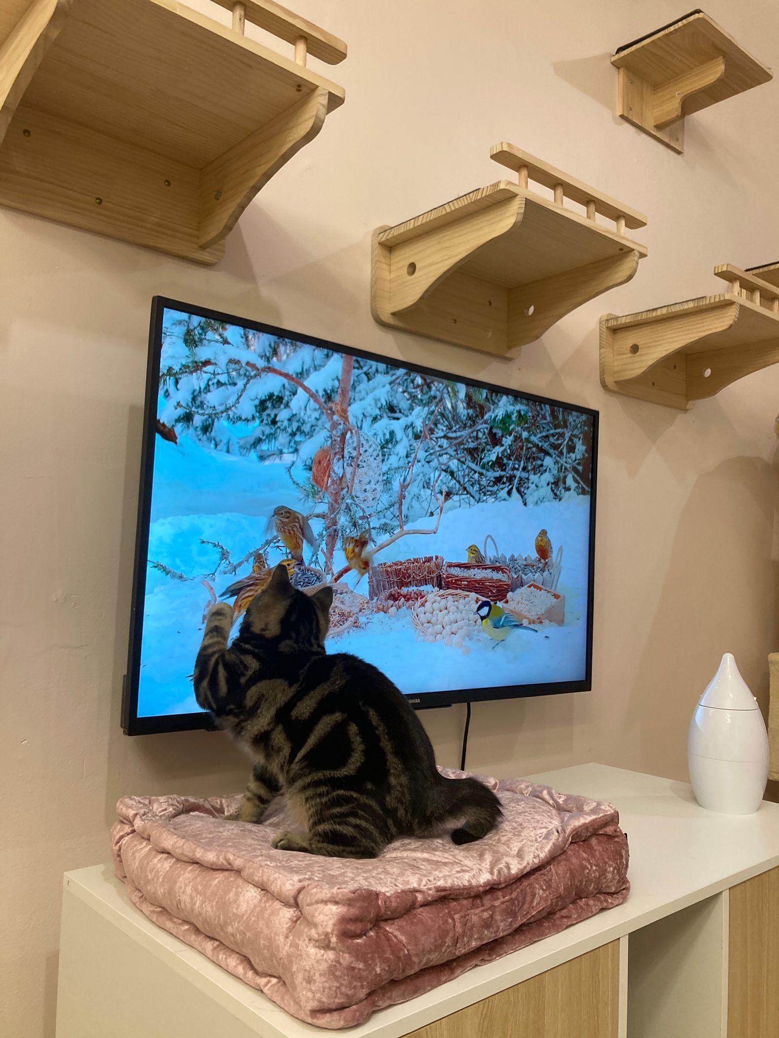 Enlarge Winter, an adopted Domestic Short Hair in Rochester, NY image 5/6