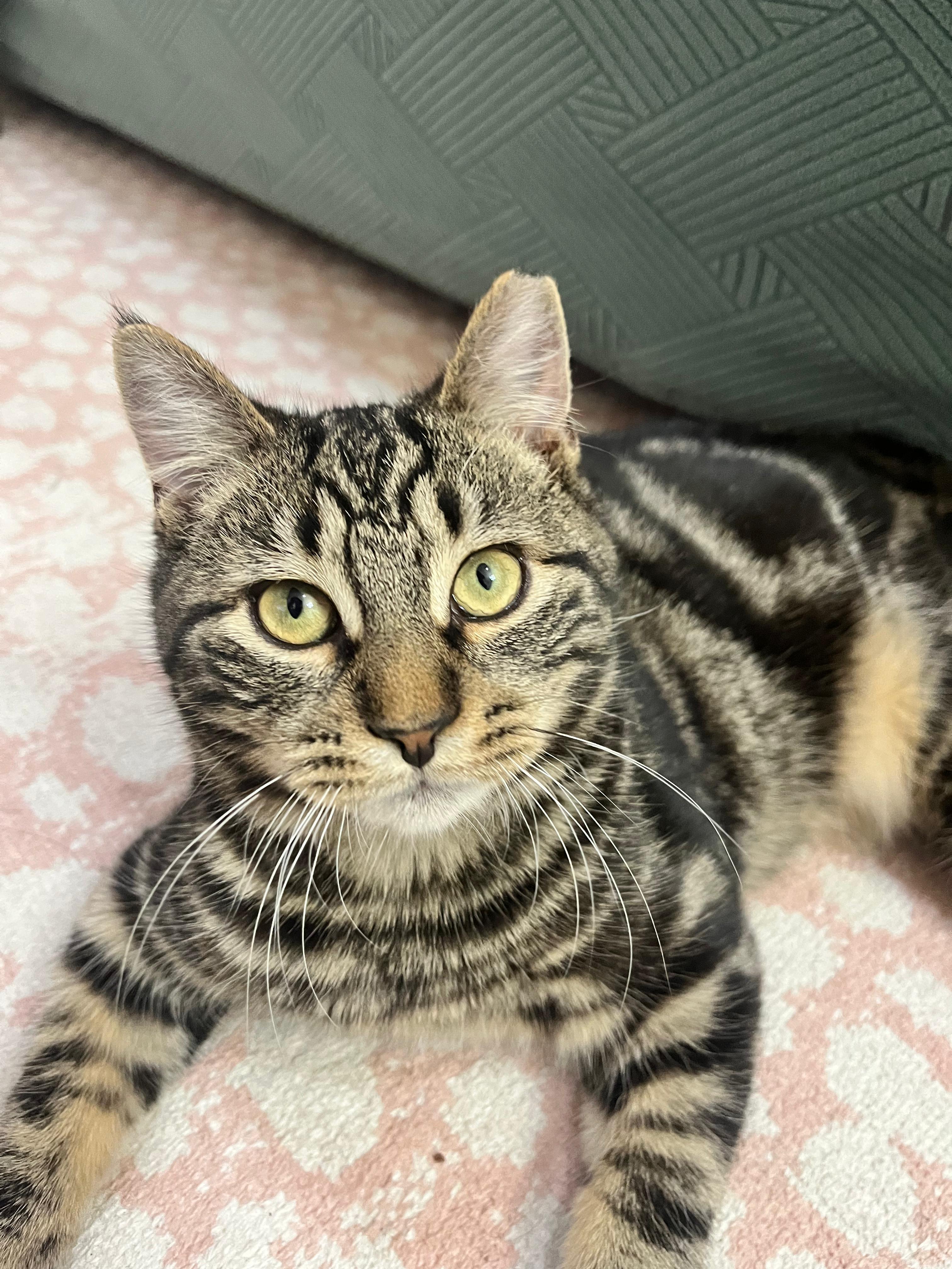 Enlarge Winter, an adopted Domestic Short Hair in Rochester, NY image 4/6