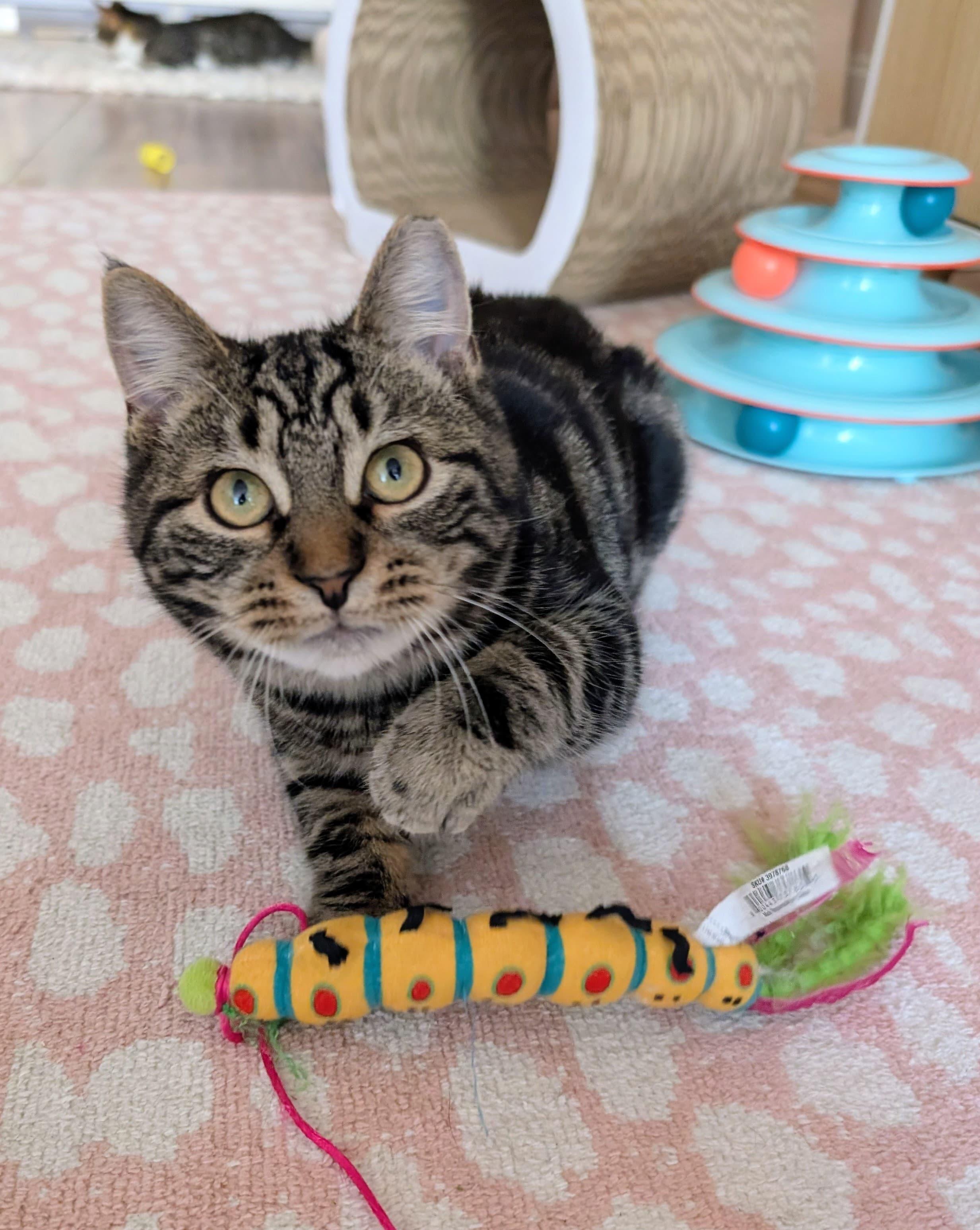 Enlarge Winter, an adopted Domestic Short Hair in Rochester, NY image 3/6