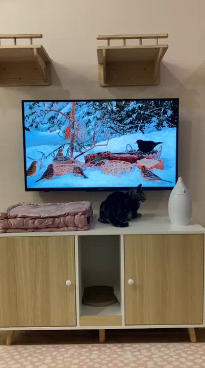 Enlarge Winter, an adopted Domestic Short Hair in Rochester, NY video 6/6