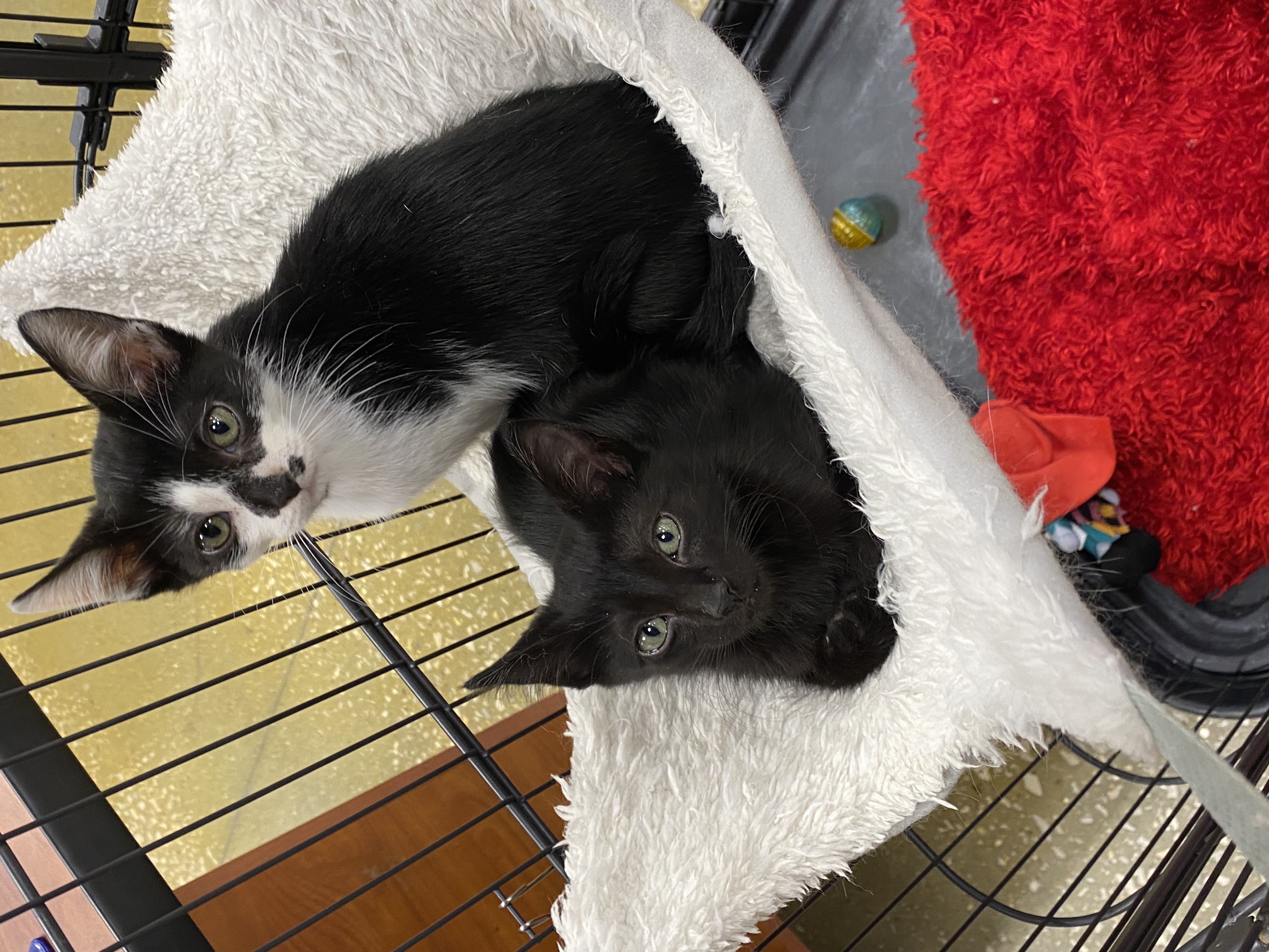 Lucky, Adopted, Kitten Male Domestic Short Hair.