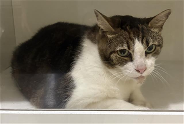 A1273579, Adoptable, Adult Male Domestic Short Hair.