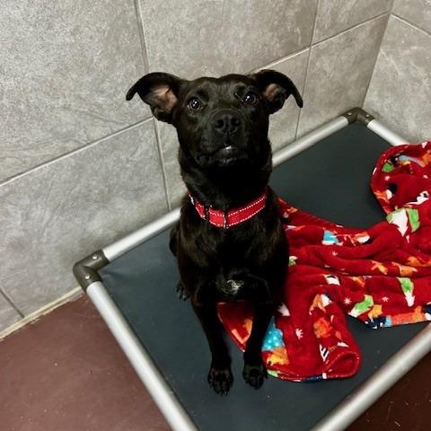 Enlarge Zora, a Adoptable Mixed Breed in Poplar Bluff, MO image 1/1