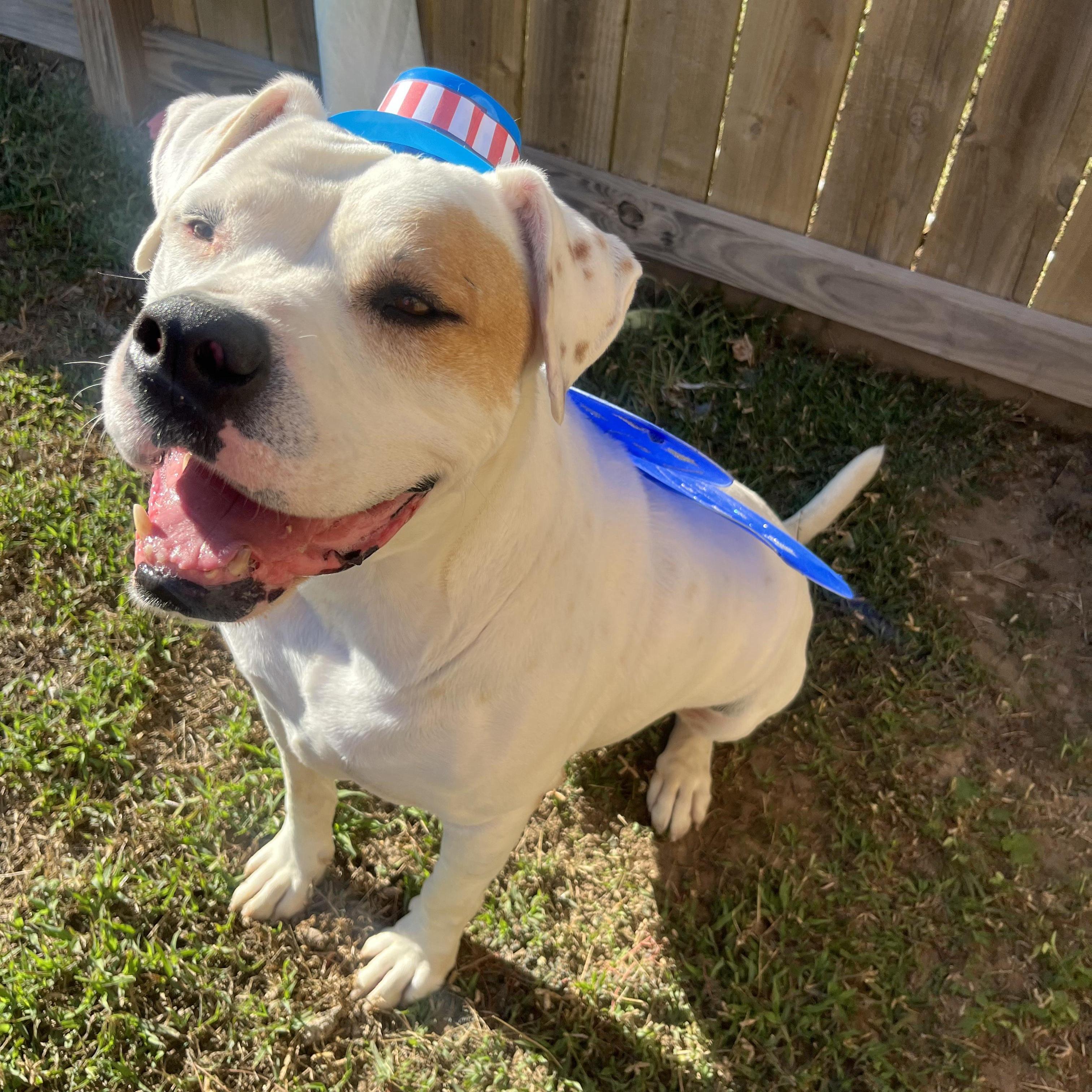 Cowboy, a Adoptable mixed breed in Willis, TX image 5/6