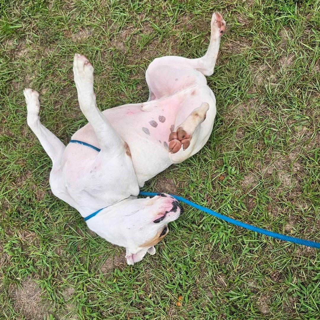 Cowboy, a Adoptable mixed breed in Willis, TX image 6/6