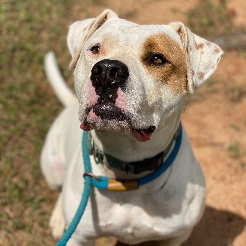 Cowboy, Adoptable, Adult Male American Bulldog & Pit Bull Terrier.