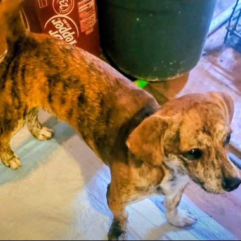 Peanut, Adopted, Young Male Beagle & Hound.