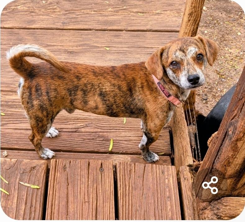 Enlarge Peanut, a Adopted mixed breed in Paramus, NJ image 2/2