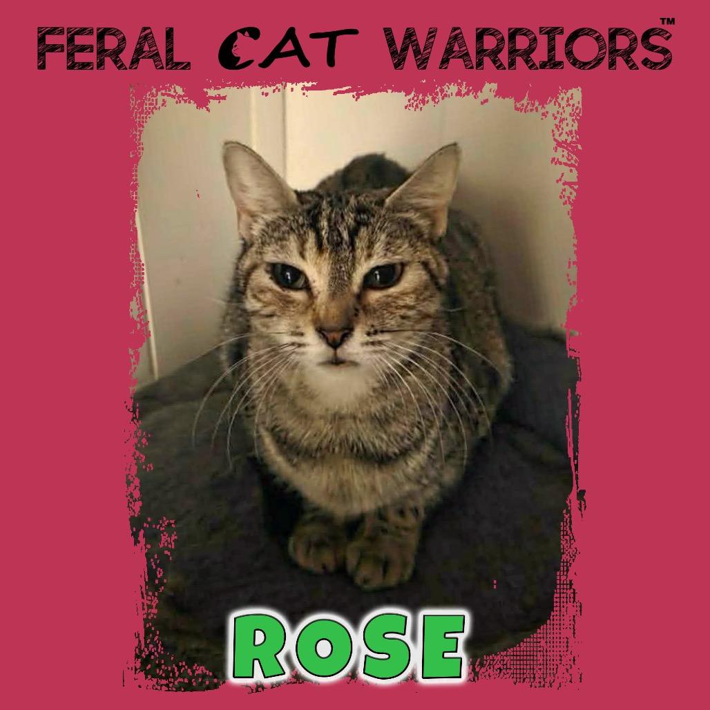 Enlarge Rose, a Adoptable Domestic Short Hair in Kingman, AZ image 1/1