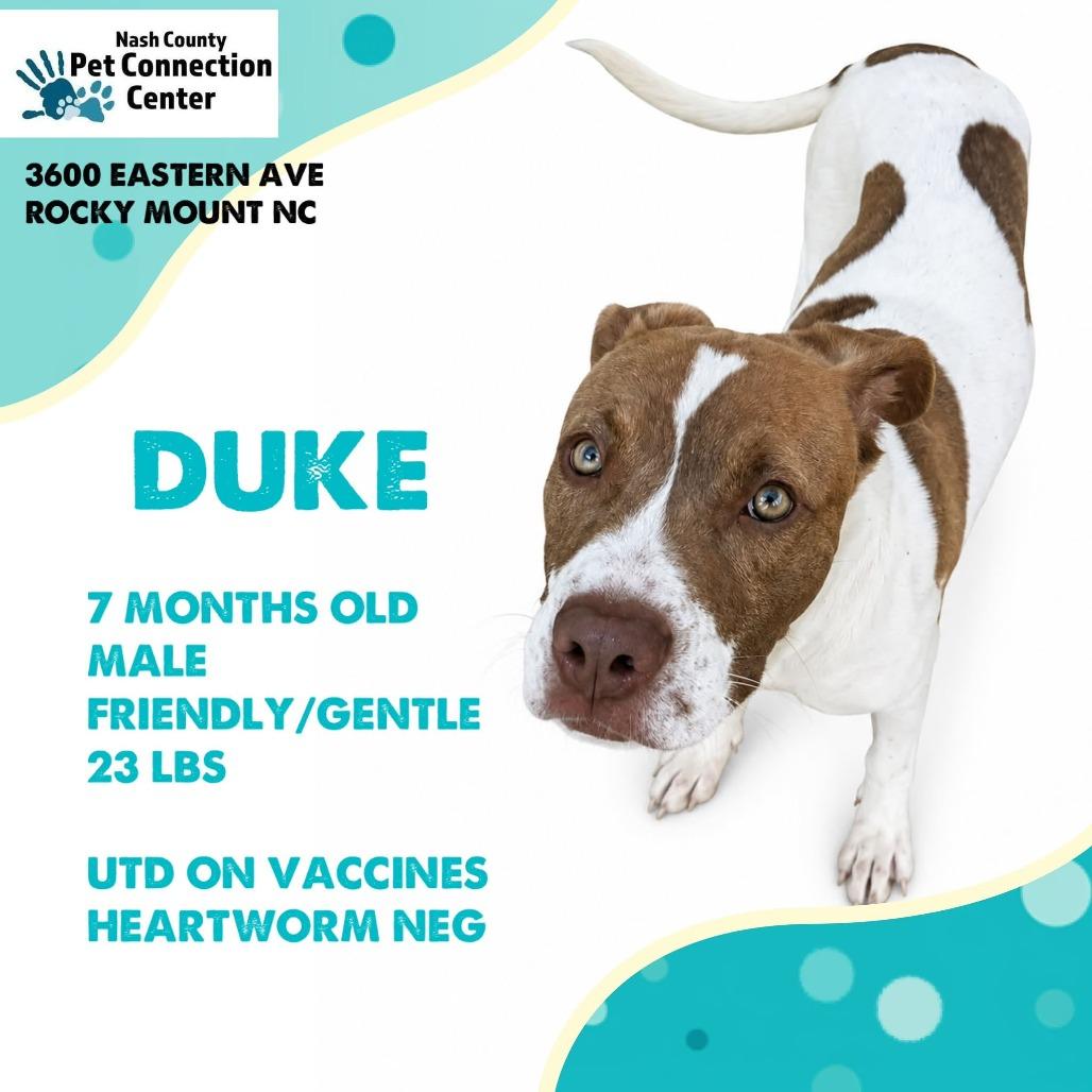 Enlarge DUKE  Available NOW - ADOPTION or RESCUE!, a Adoptable Mixed Breed in Nashville, NC image 1/2