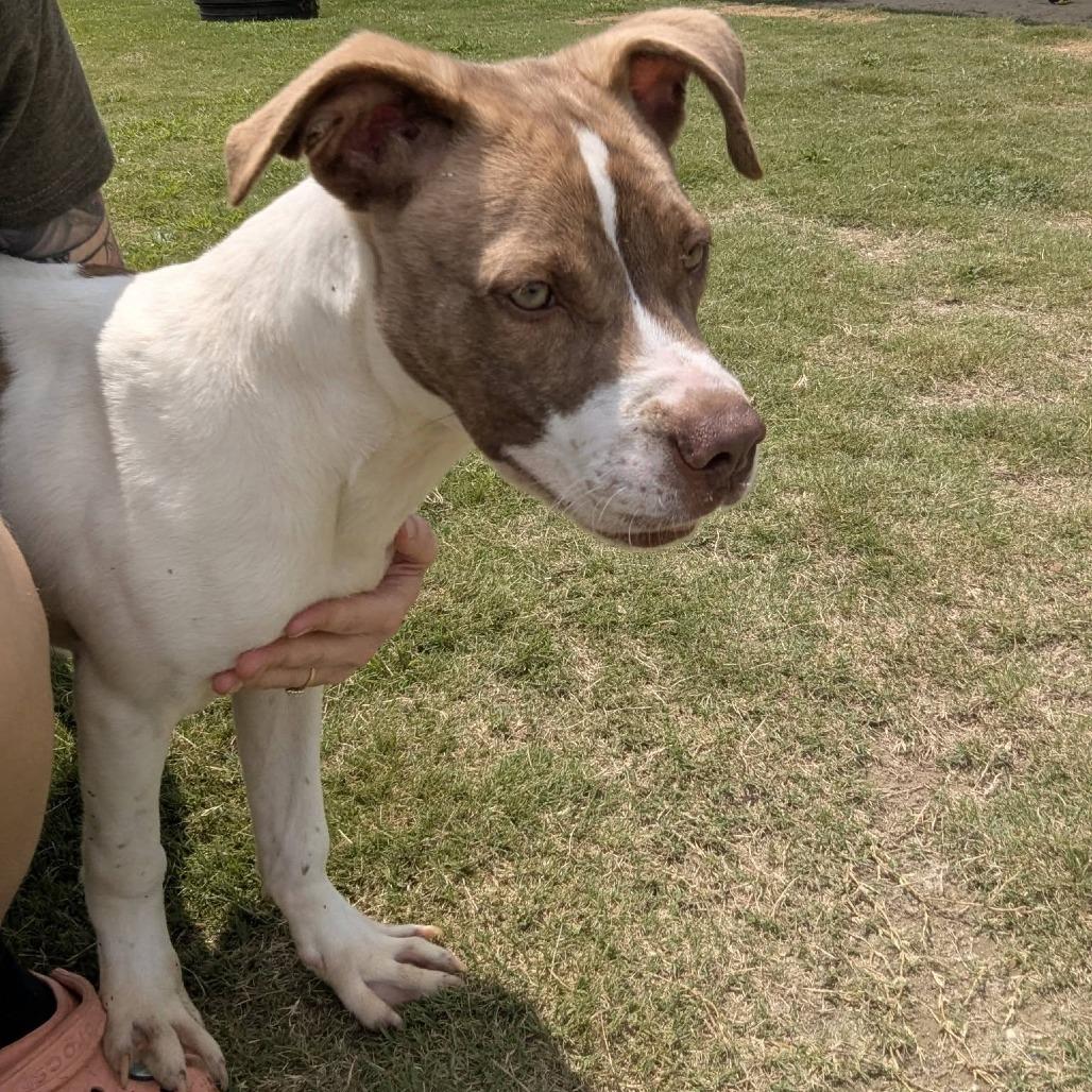 Enlarge DUKE  Available NOW - ADOPTION or RESCUE!, a Adoptable Mixed Breed in Nashville, NC image 2/2