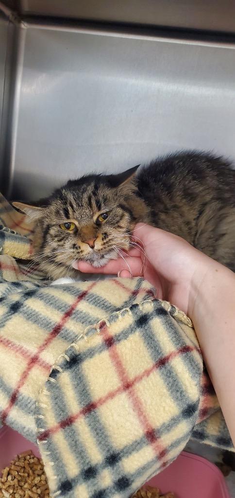 Pachita, Adoptable, Young Female Domestic Long Hair.