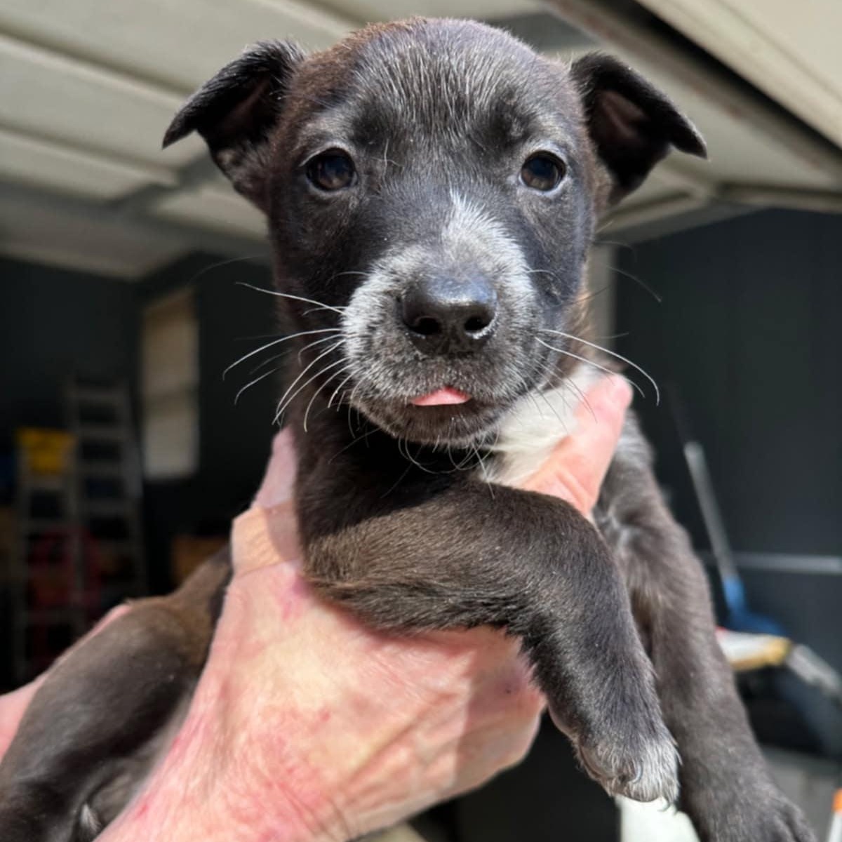 Yoda, ADOPTABLE, Young Male Mixed Breed.