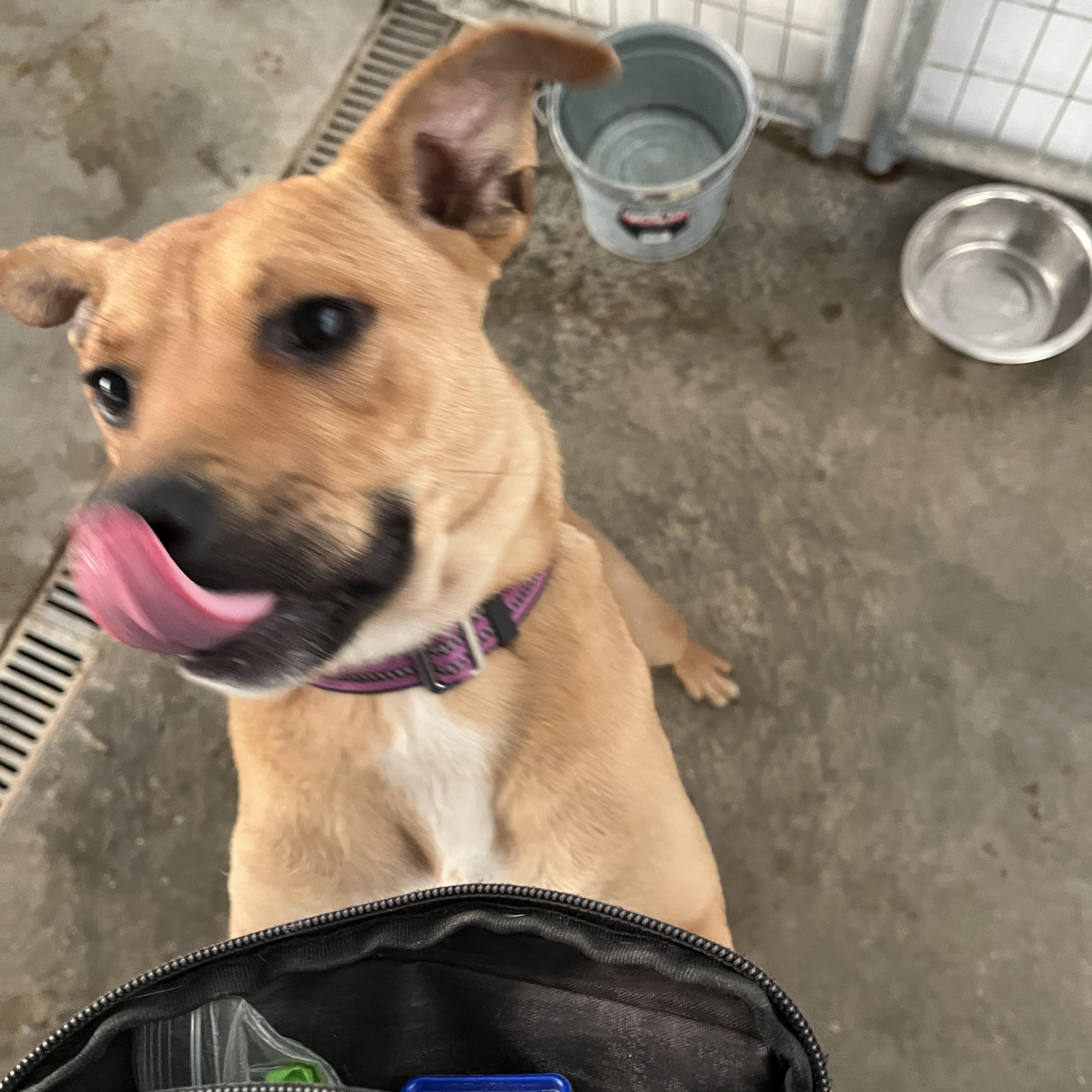 Enlarge Caydie, a Adoptable mixed breed in Washington, PA image 3/5