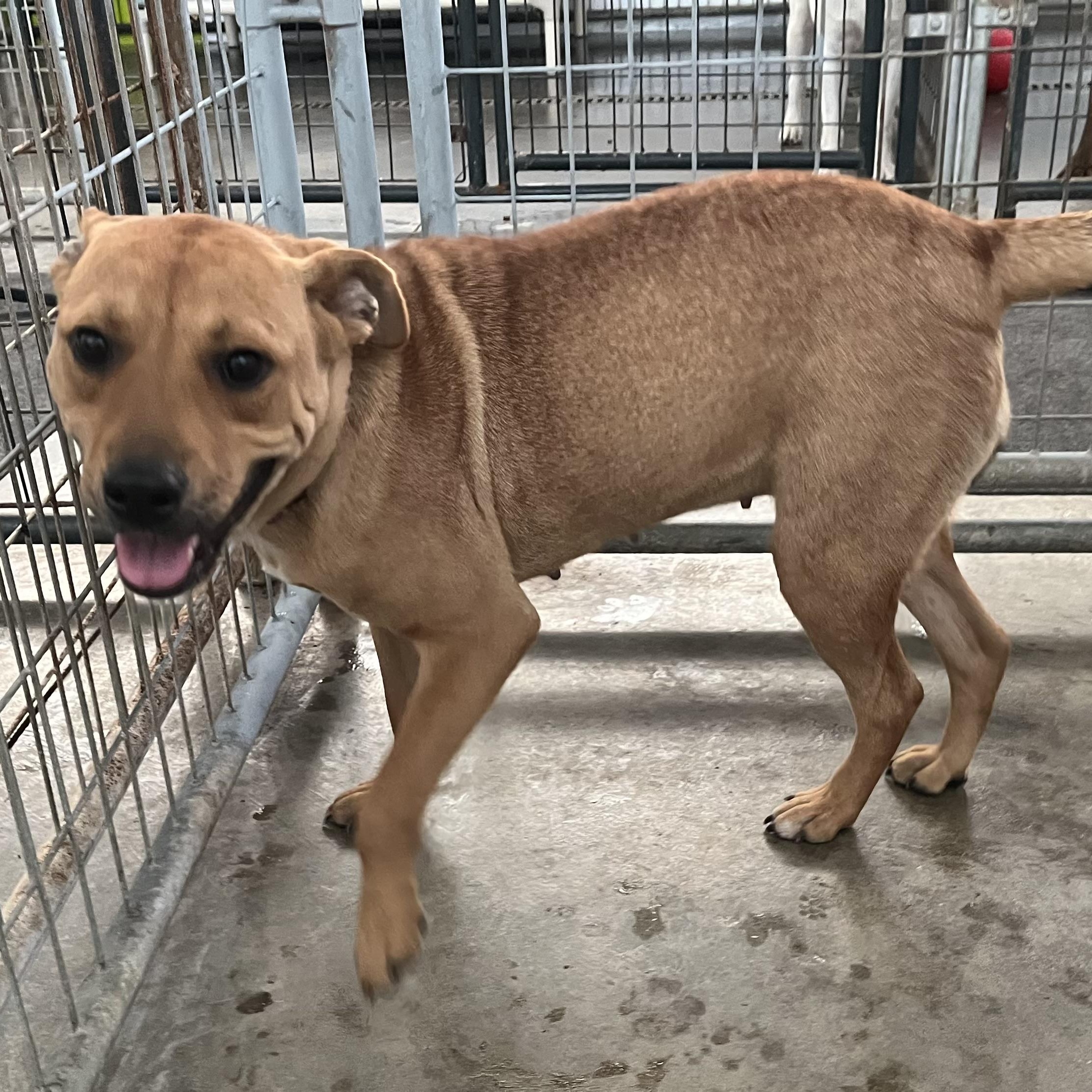 Enlarge Caydie, a Adoptable mixed breed in Washington, PA image 5/5