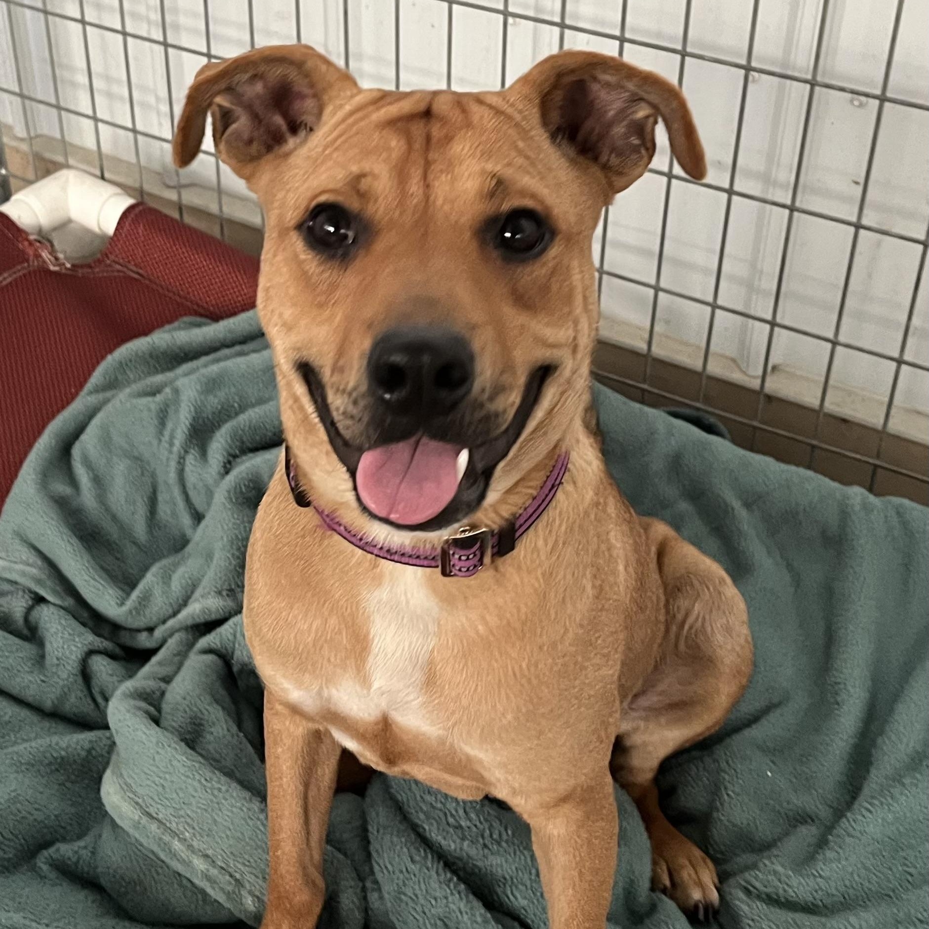 Enlarge Caydie, a Adoptable mixed breed in Washington, PA image 2/5