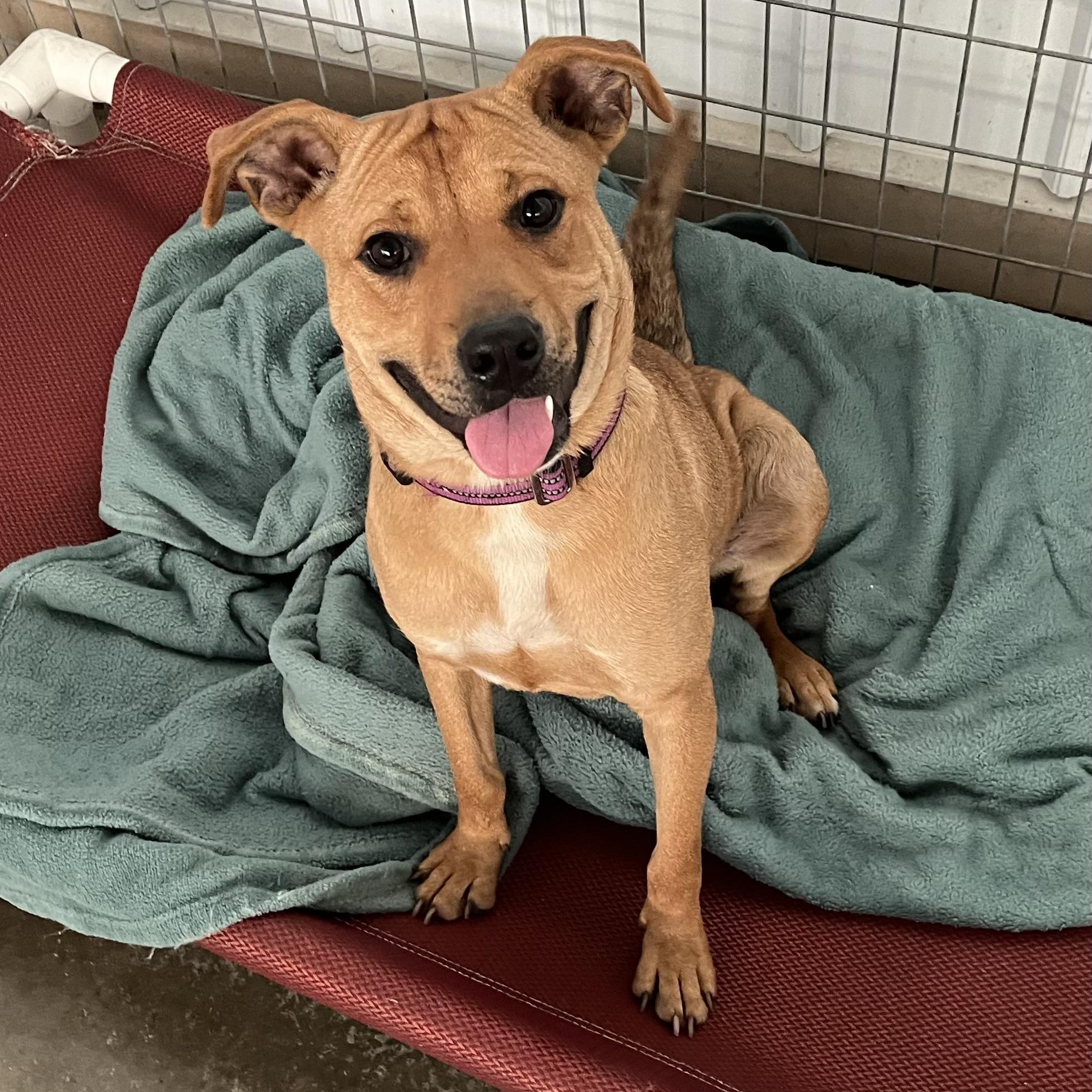 Enlarge Caydie, a Adoptable mixed breed in Washington, PA image 1/5