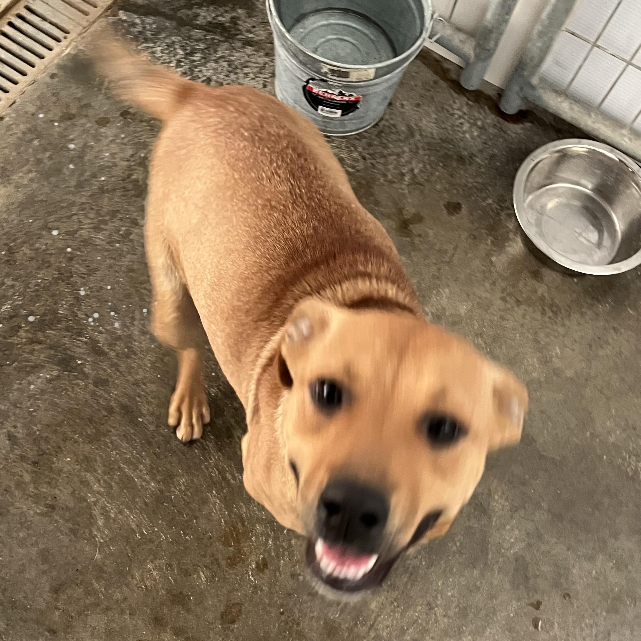Enlarge Caydie, a Adoptable mixed breed in Washington, PA image 4/5