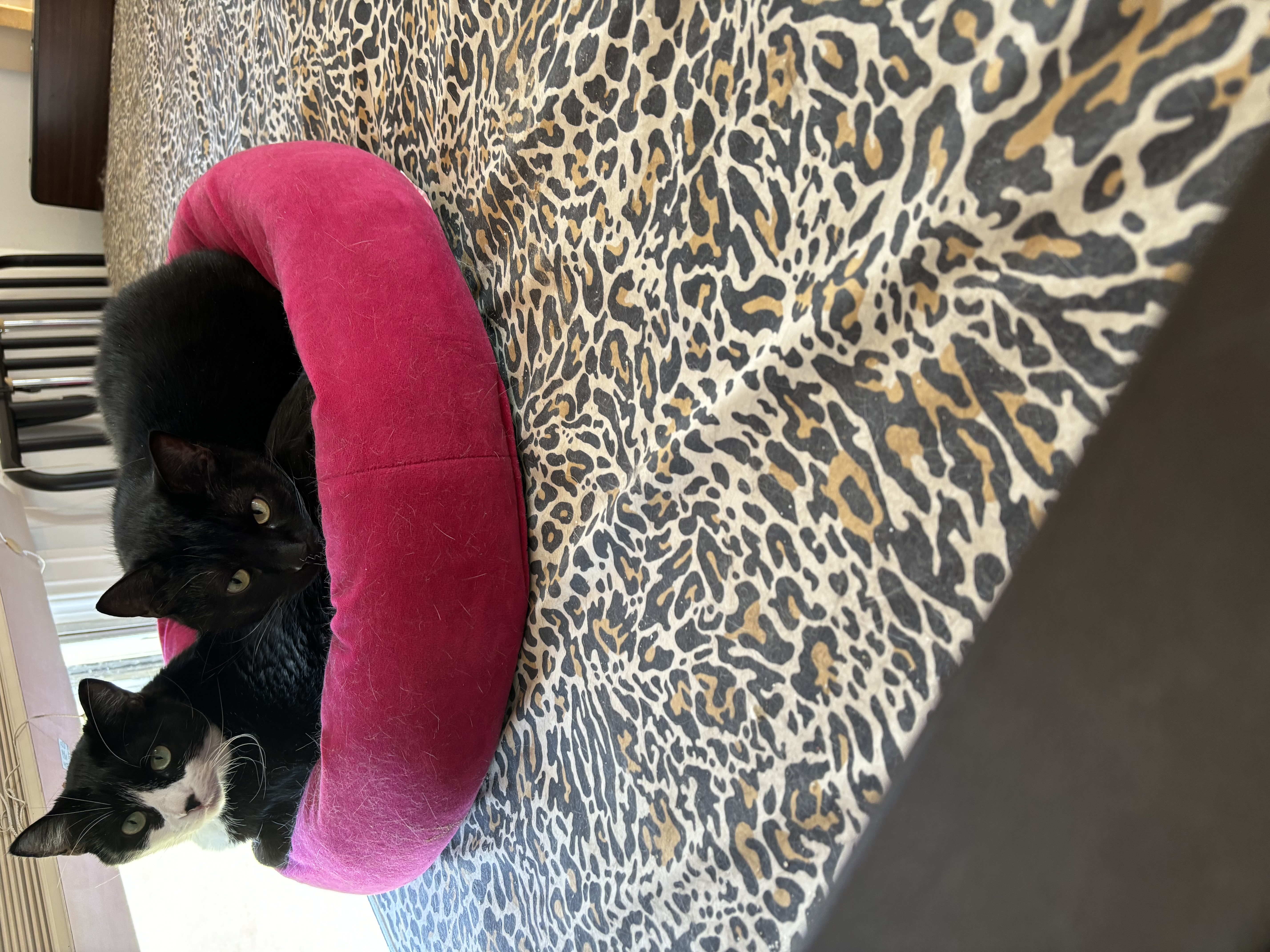 Max & Shenal, a Adoptable mixed breed in Parker, TX image 2/6