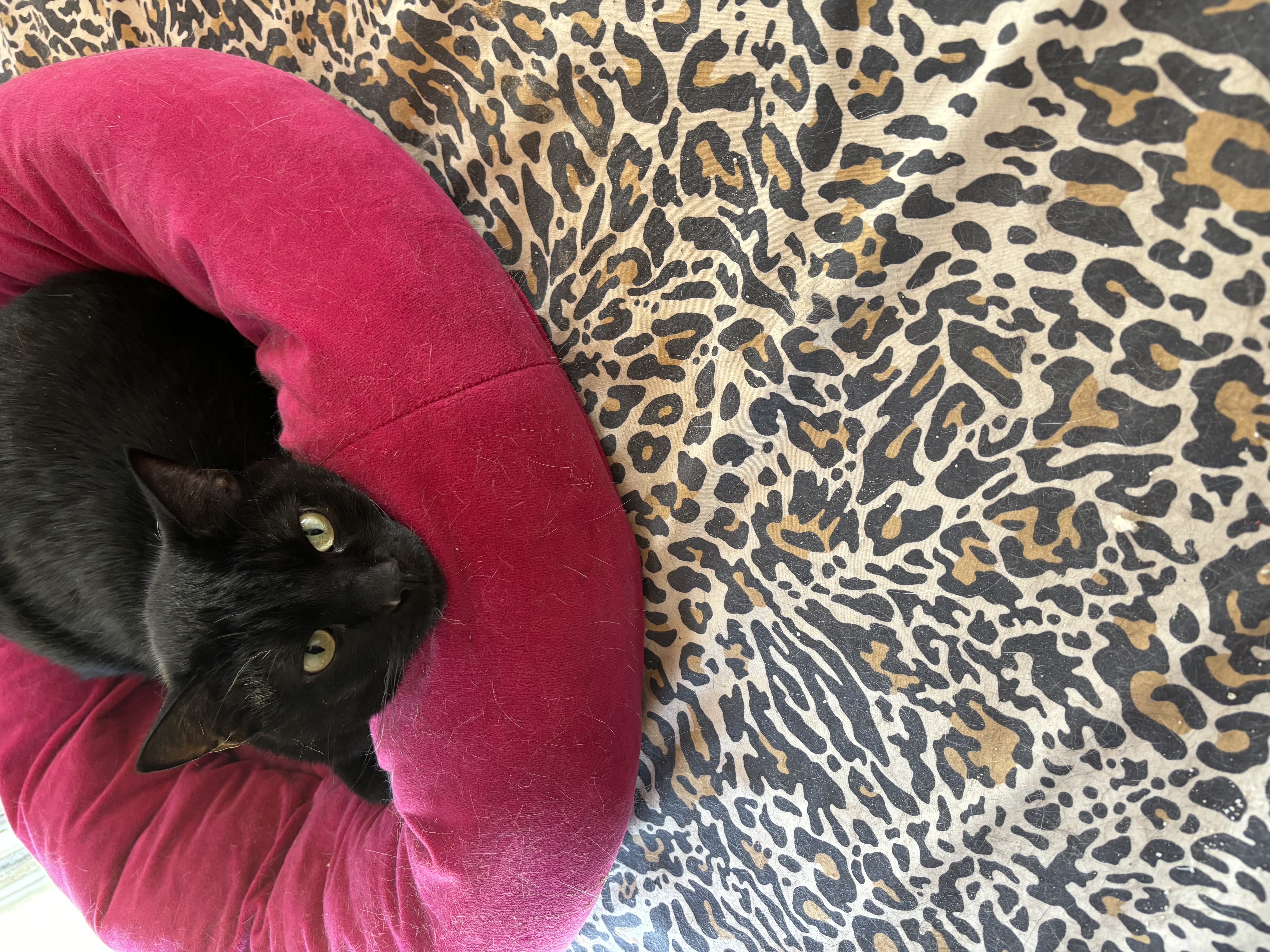 Max & Shenal, a Adoptable mixed breed in Parker, TX image 3/6