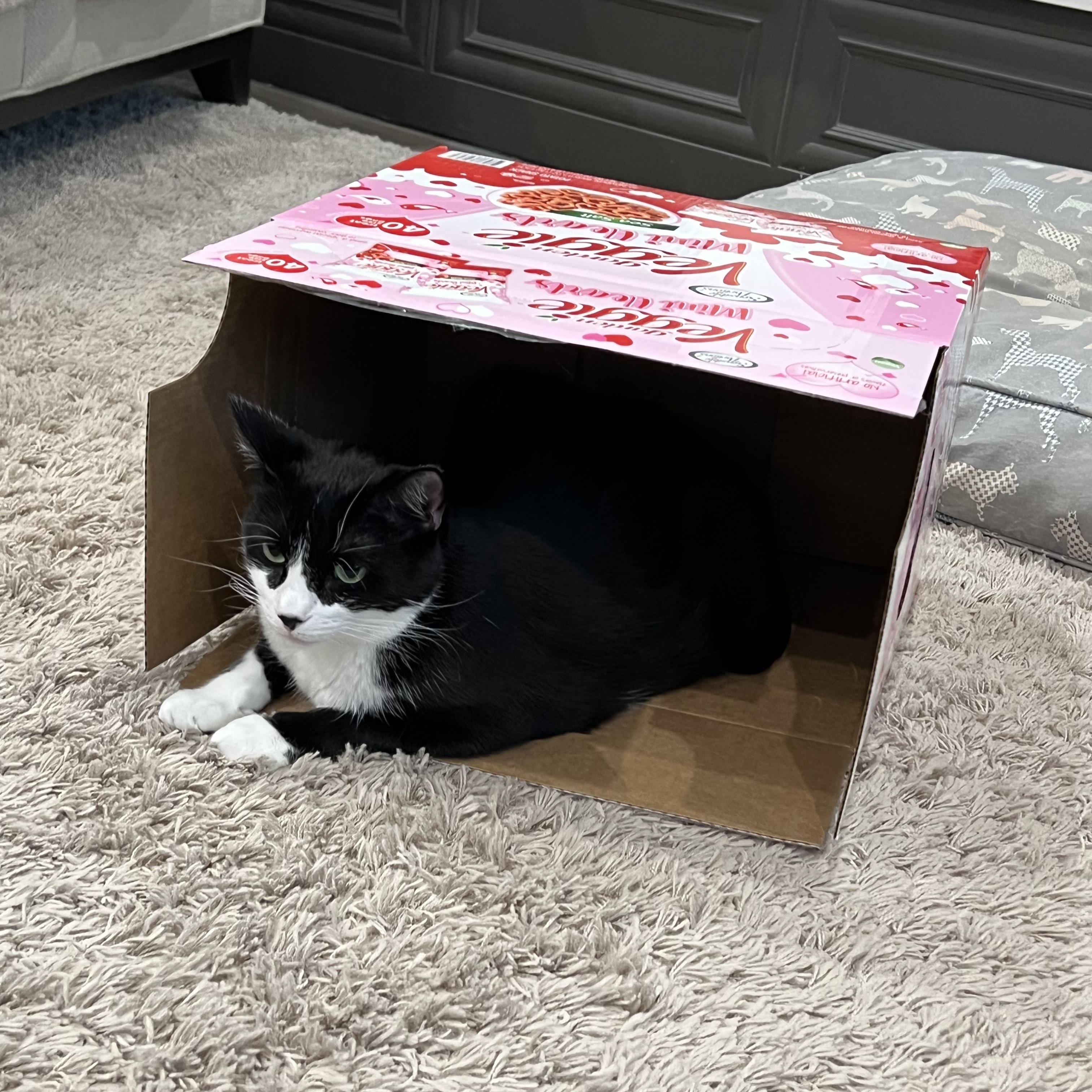 Max & Shenal, a Adoptable mixed breed in Parker, TX image 5/6