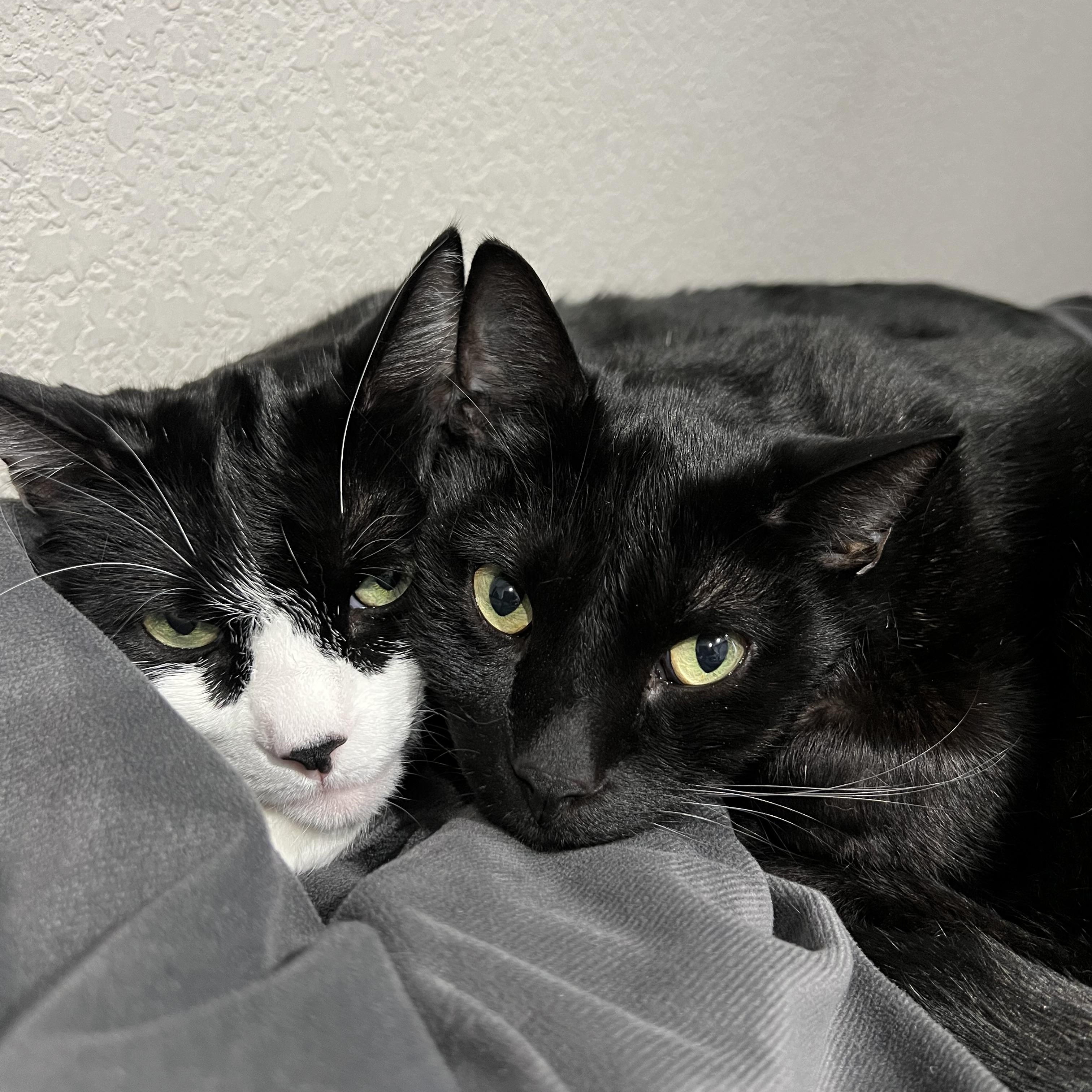 Max & Shenal, Adoptable, Young Male Bombay & Domestic Short Hair.