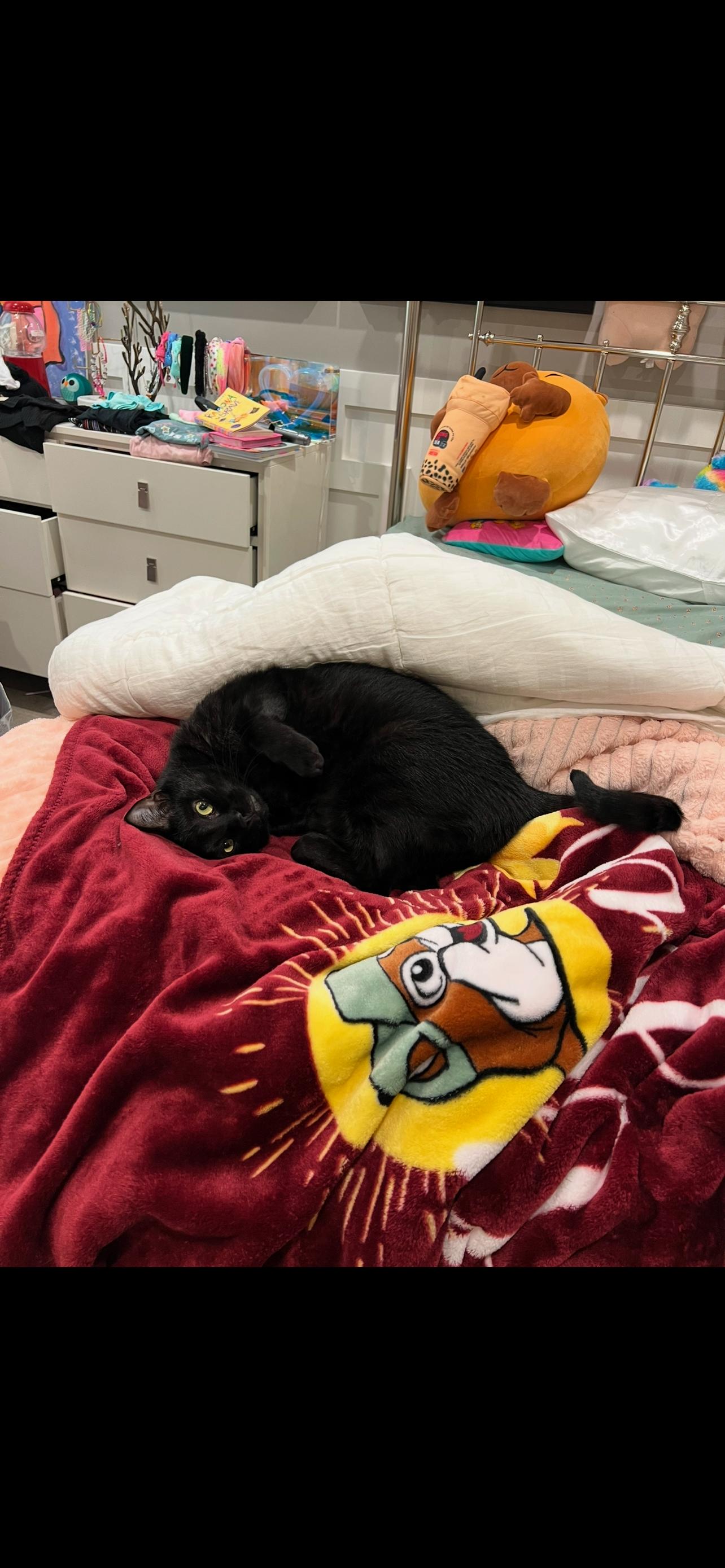 Max & Shenal, a Adoptable mixed breed in Parker, TX image 6/6