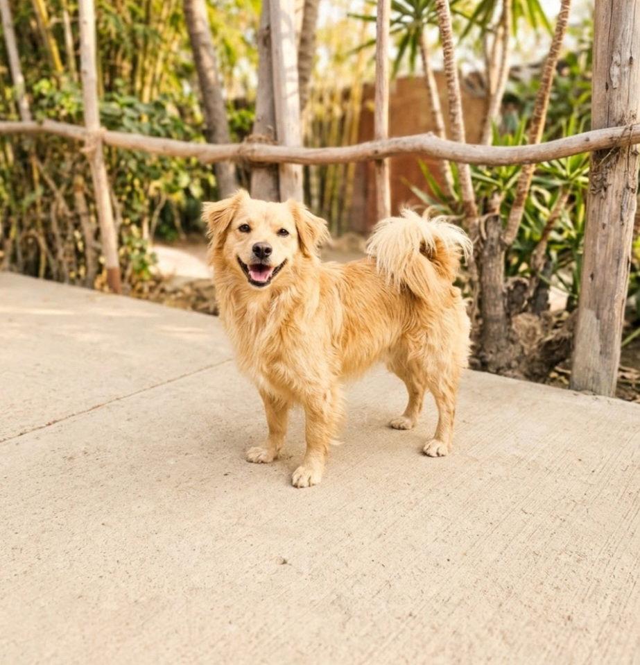Enlarge Dusty, a Adoptable mixed breed in Escondido, CA image 2/3