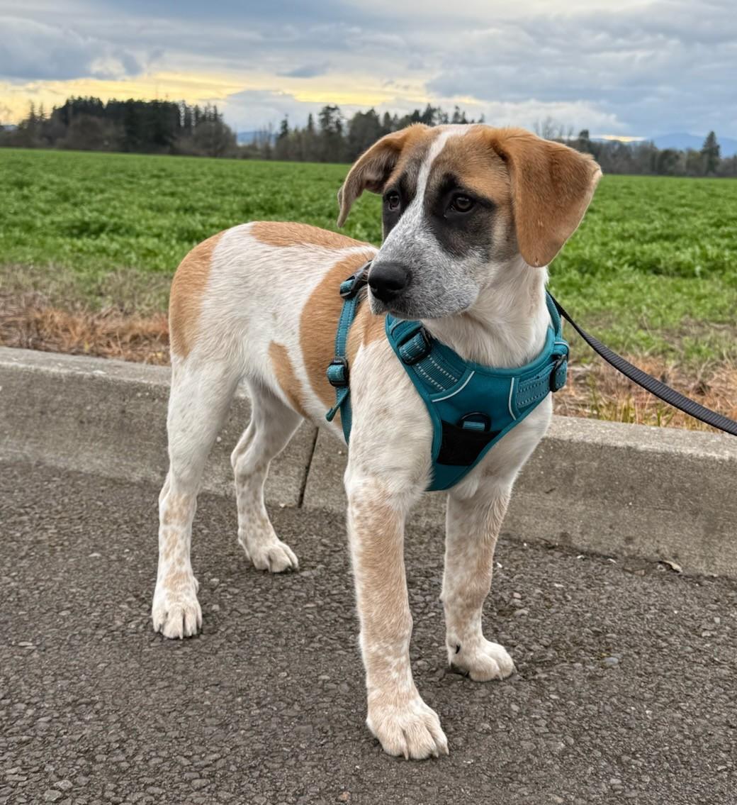 Enlarge Panda Bear, a ADOPTABLE mixed breed in Portland, OR image 5/5