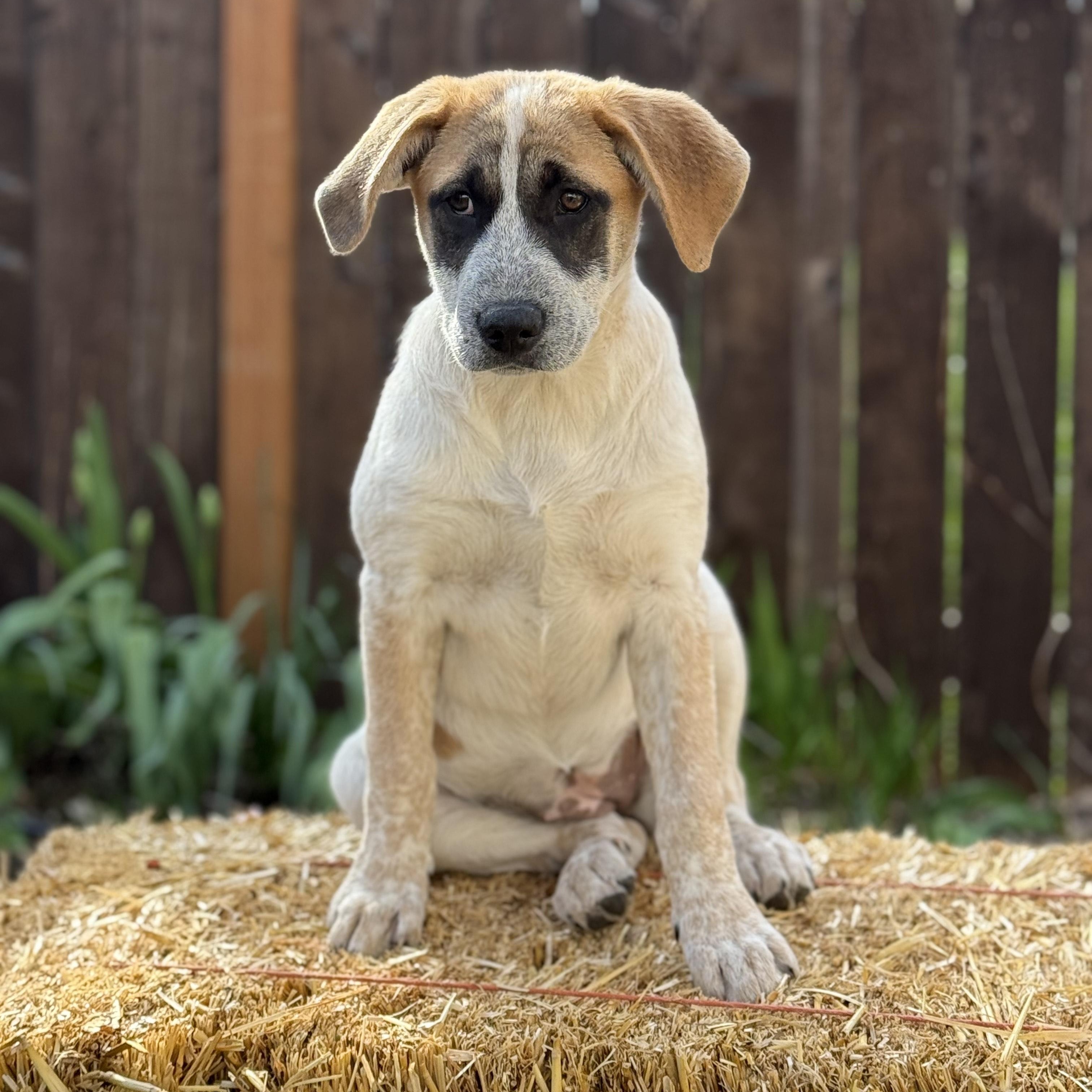 Enlarge Panda Bear, a ADOPTABLE mixed breed in Portland, OR image 4/5