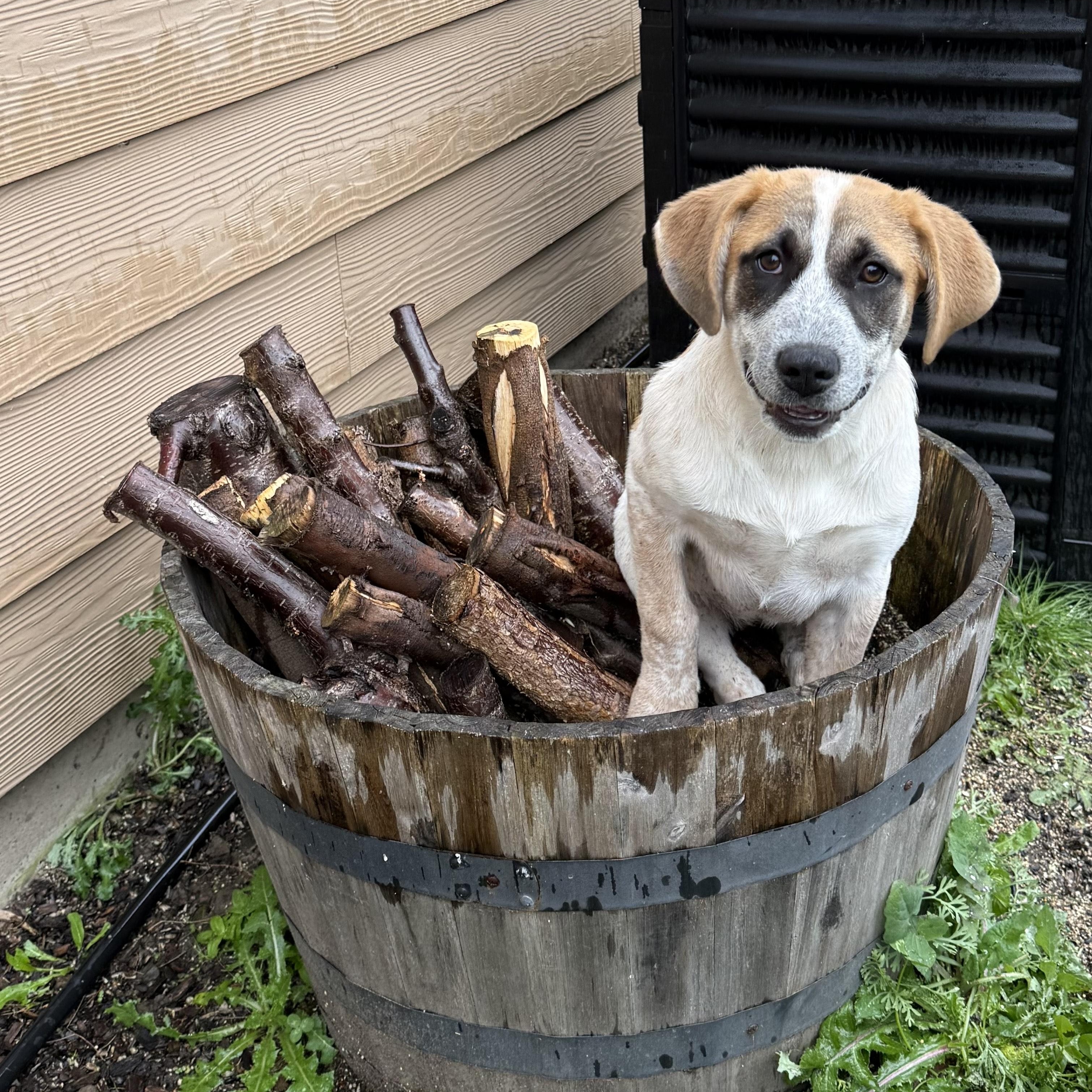 Enlarge Panda Bear, a ADOPTABLE mixed breed in Portland, OR image 2/5