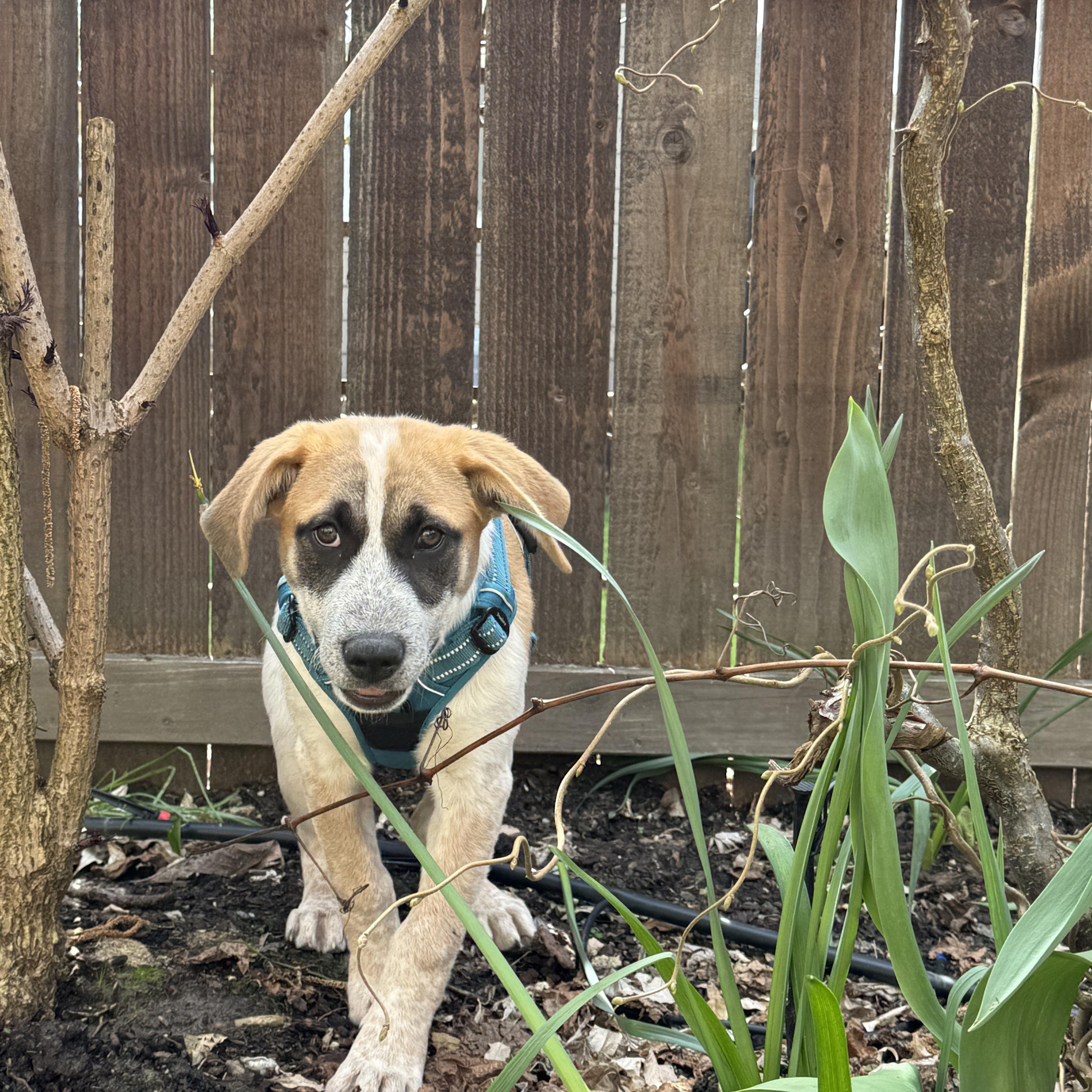 Enlarge Panda Bear, a ADOPTABLE mixed breed in Portland, OR image 3/5