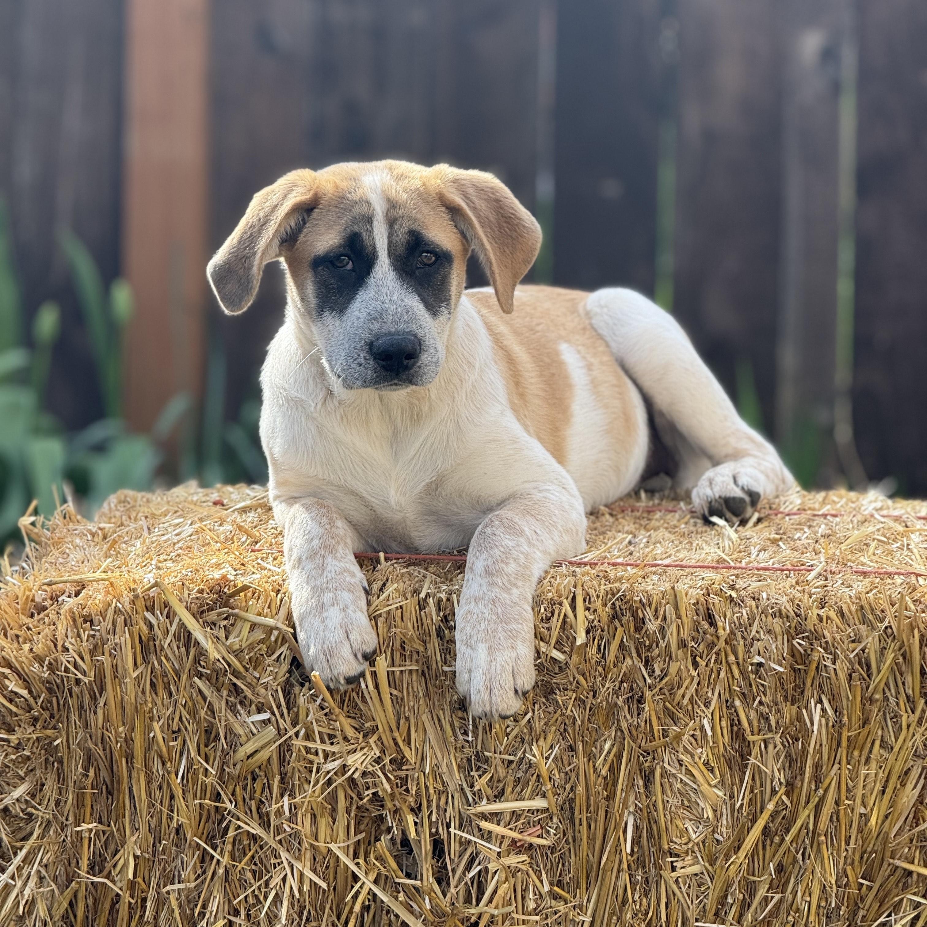 Panda Bear, ADOPTABLE, Puppy Female Australian Cattle Dog / Blue Heeler & Great Pyrenees.