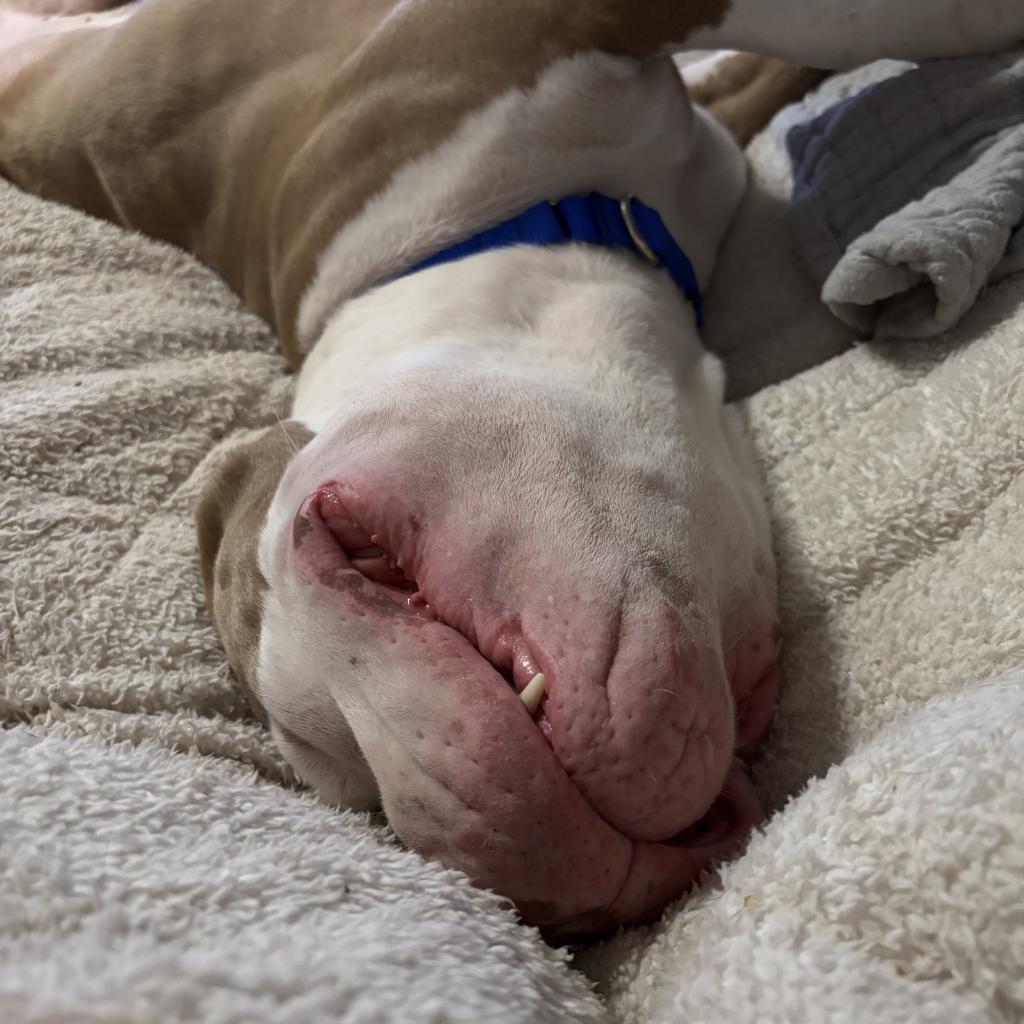 Brock, Adoptable, Senior Male American Staffordshire Terrier & Pit Bull Terrier.