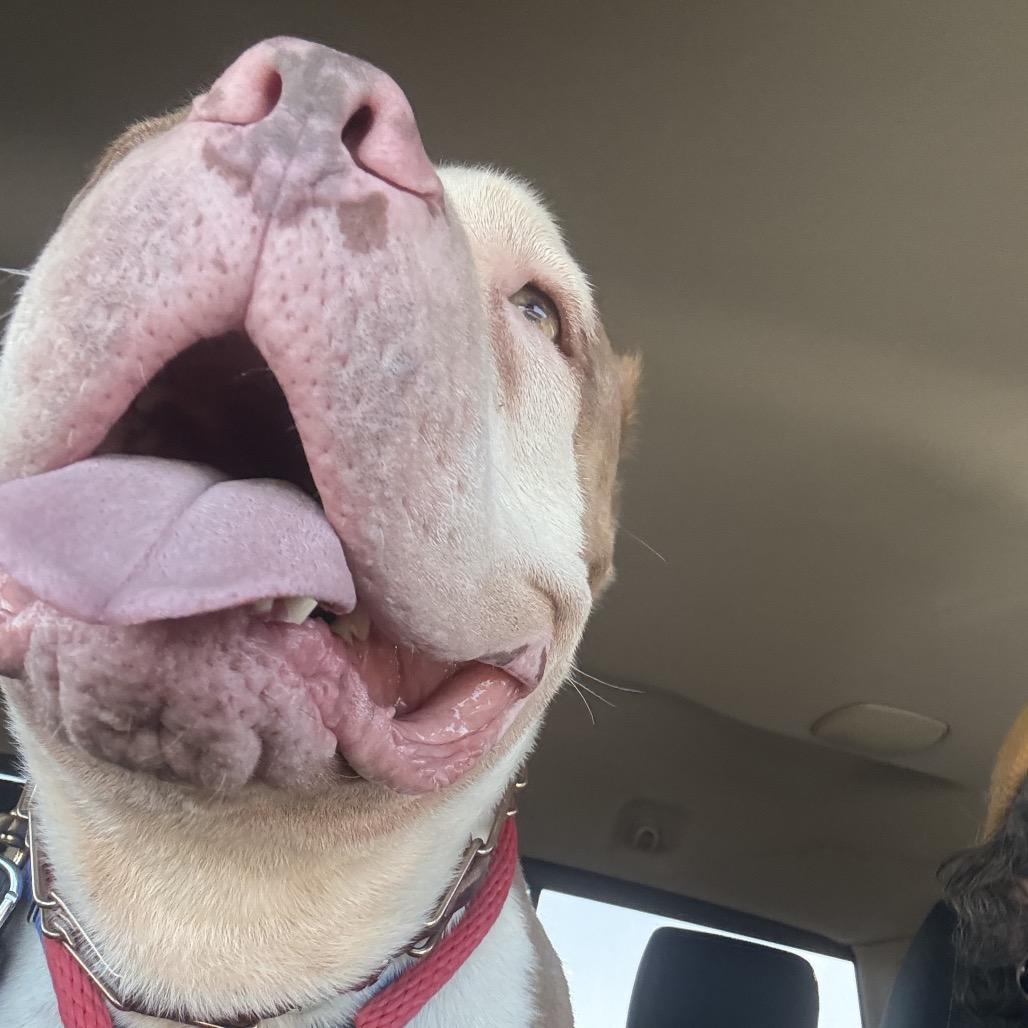 Enlarge Brock, a Adoptable mixed breed in Shiner, TX image 2/6