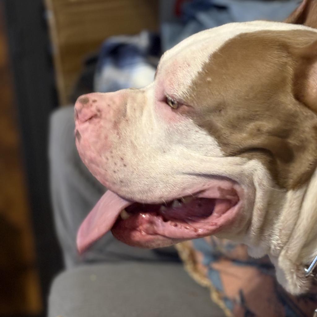 Enlarge Brock, a Adoptable mixed breed in Shiner, TX image 3/6