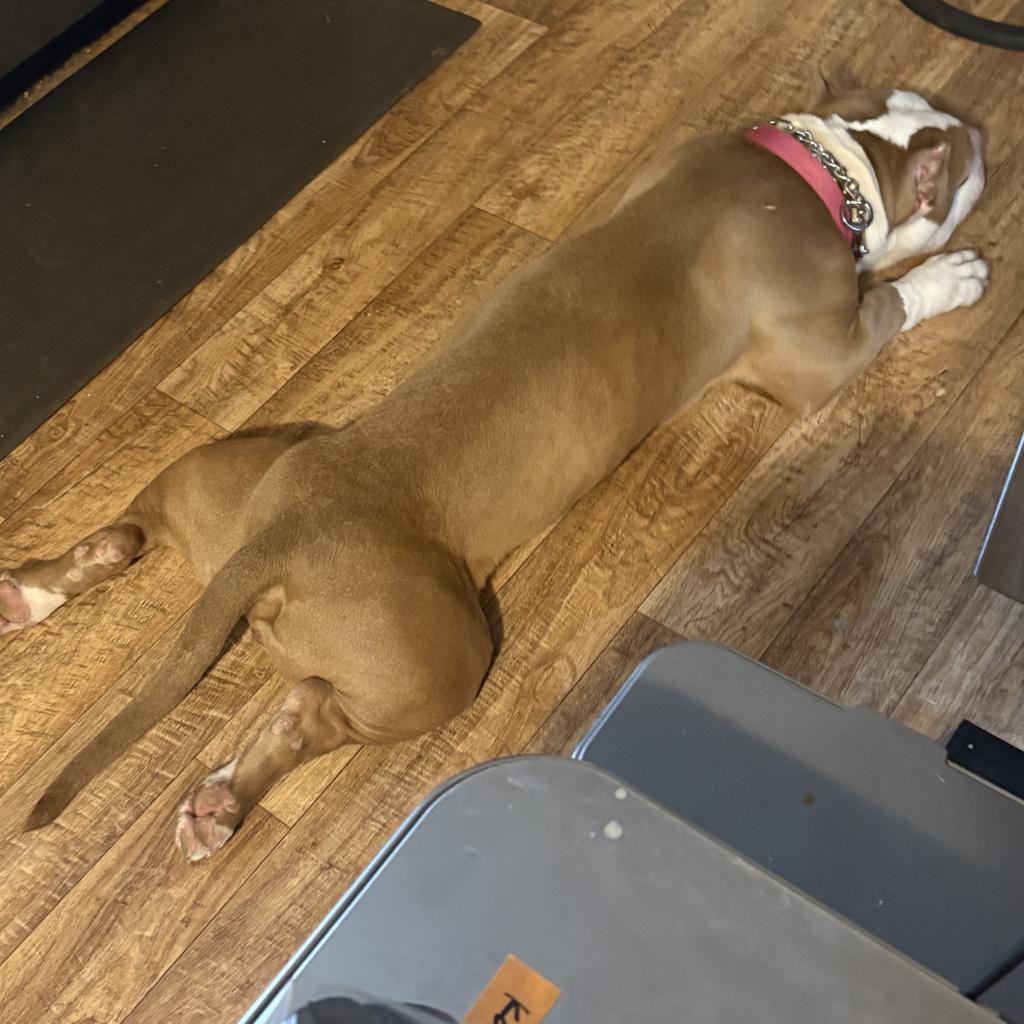 Enlarge Brock, a Adoptable mixed breed in Shiner, TX image 4/6