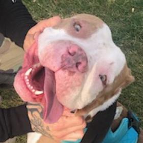 Enlarge Brock, a Adoptable mixed breed in Shiner, TX image 6/6