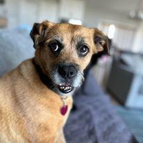 Lilly, Adopted, Adult Female Border Terrier & Terrier.