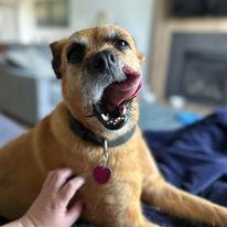 Lilly, a Adopted mixed breed in Merriam, KS image 2/2