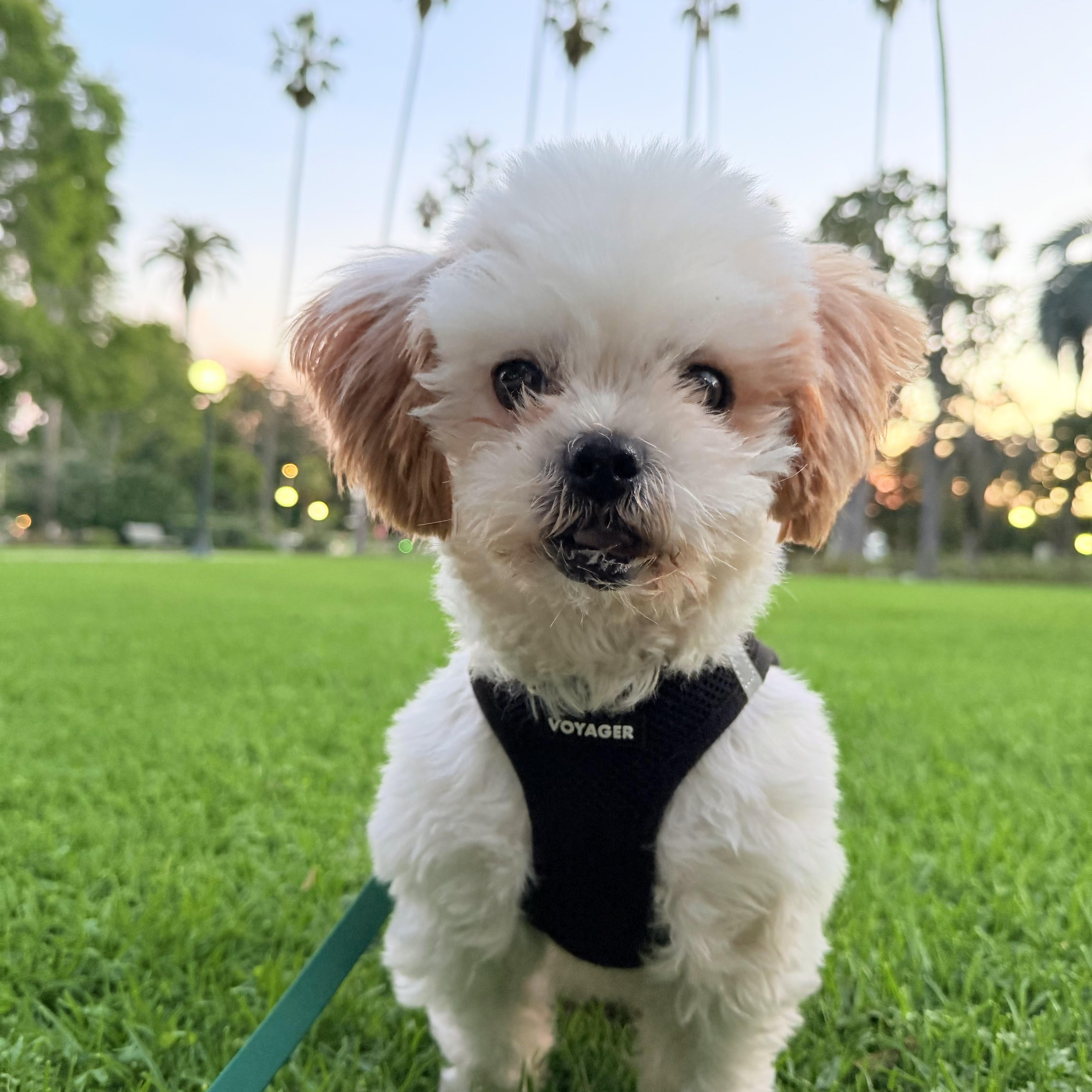 Bobby - Adoptable Pet | Petfinder